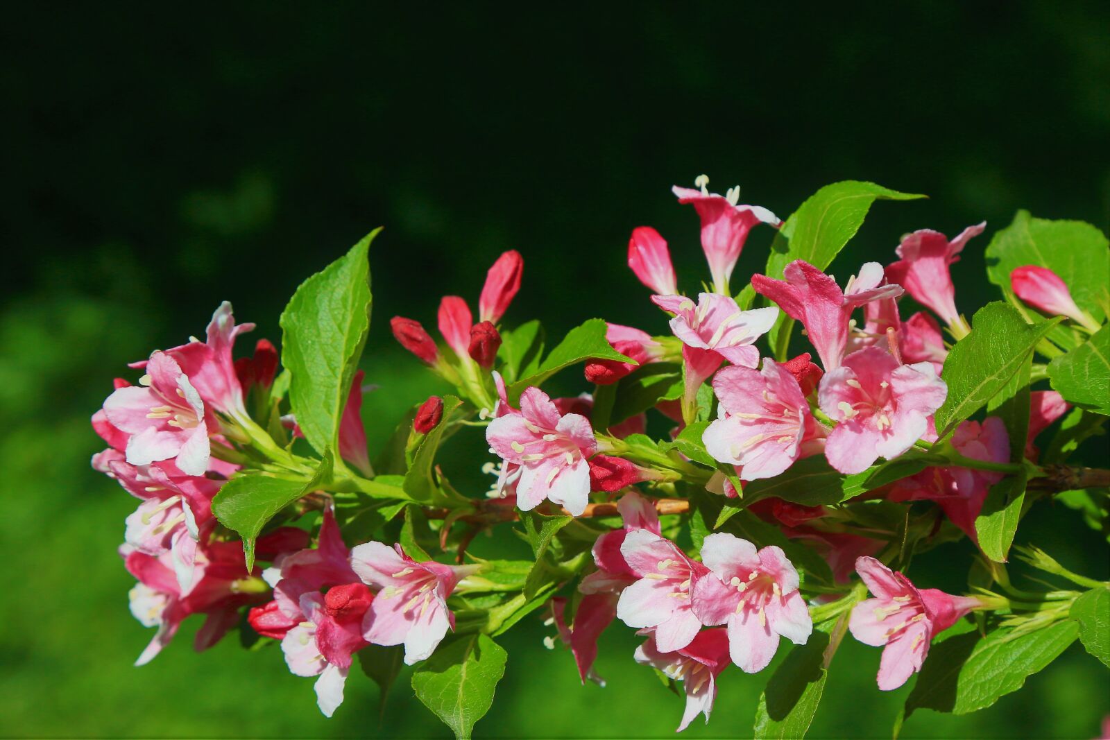Canon EF 24-105mm F4L IS USM sample photo. Flowers, spring, nature photography