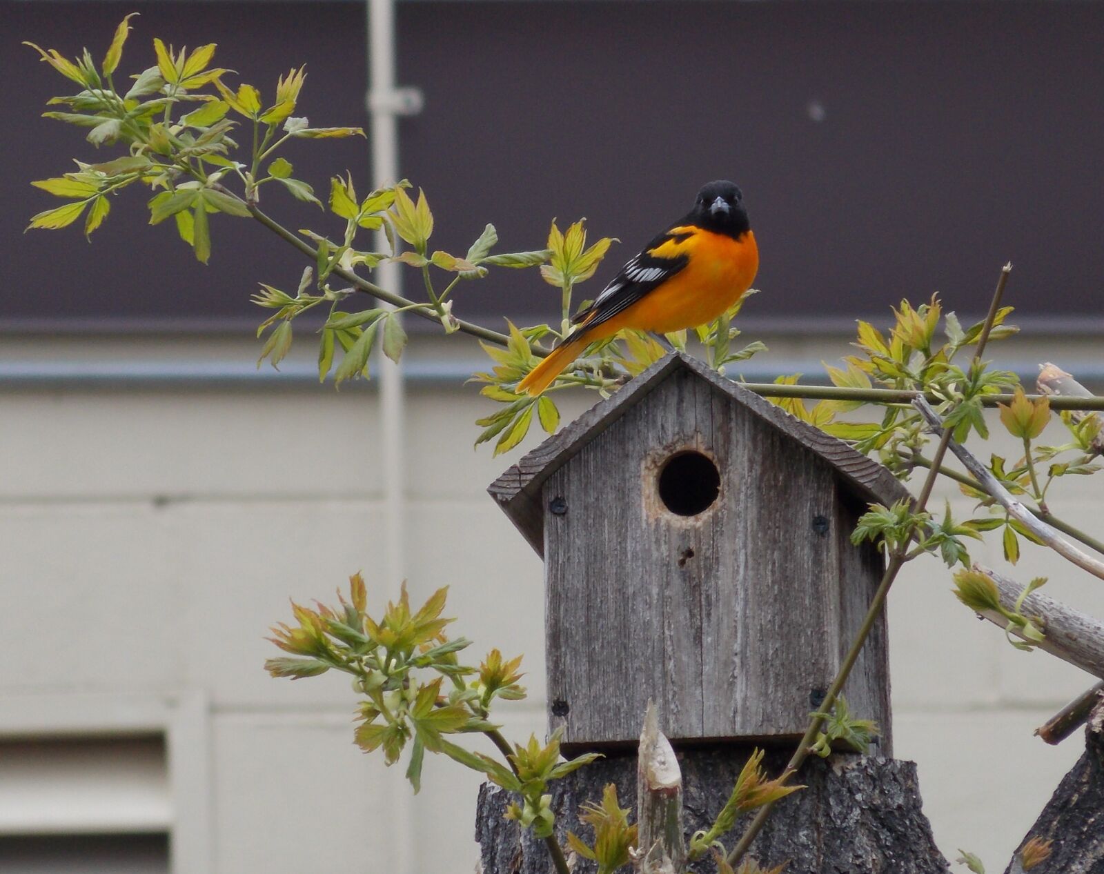 Nikon Coolpix L810 sample photo. Birds, nature, wild photography
