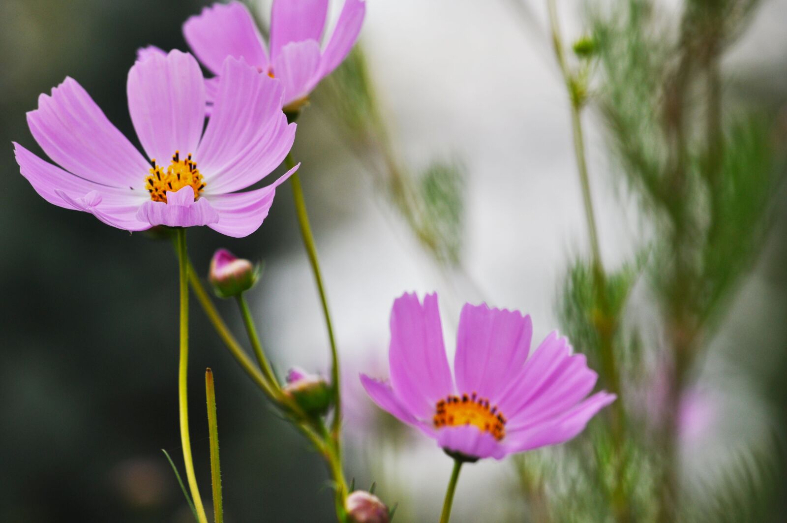 Nikon D5000 sample photo. Flowers, plants, nature photography