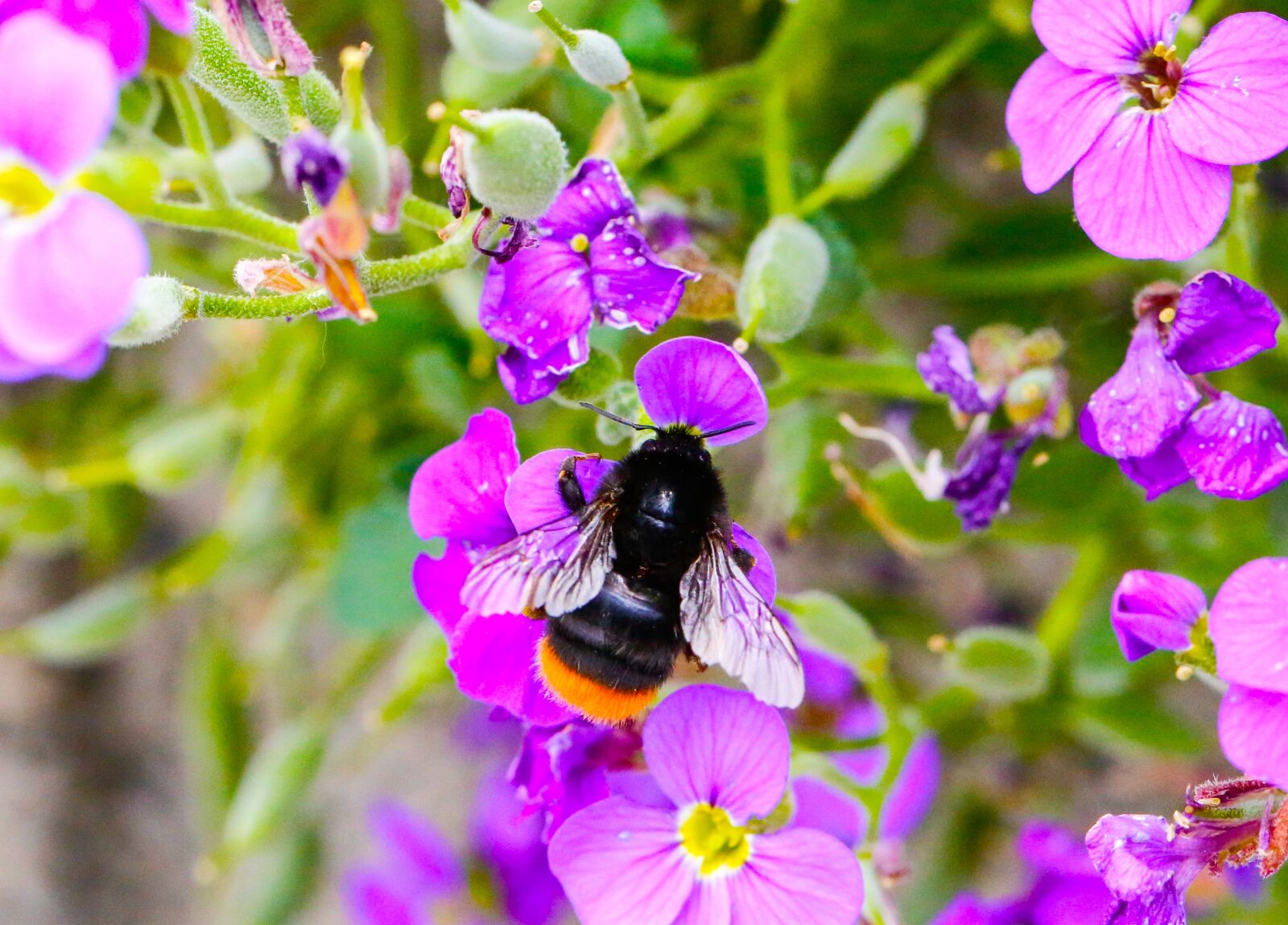 Canon EF 100mm F2.8L Macro IS USM sample photo. Hummel, blossom, bloom photography