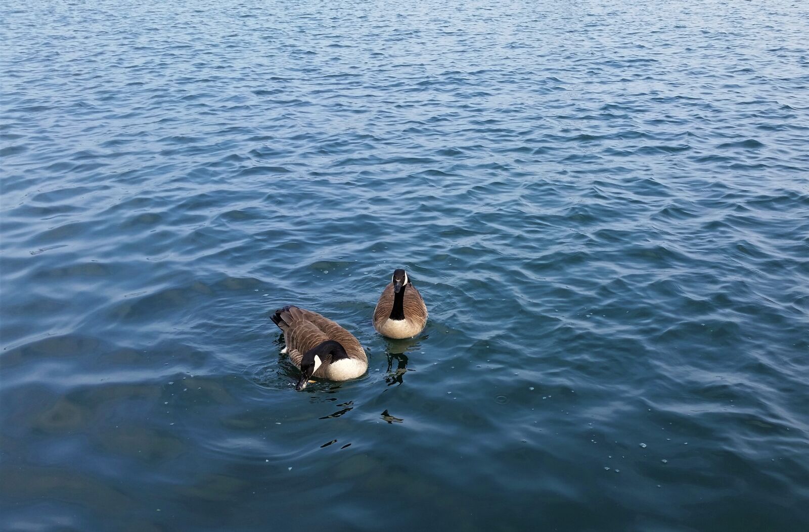 Samsung Galaxy S5 sample photo. Birds, goose, water photography