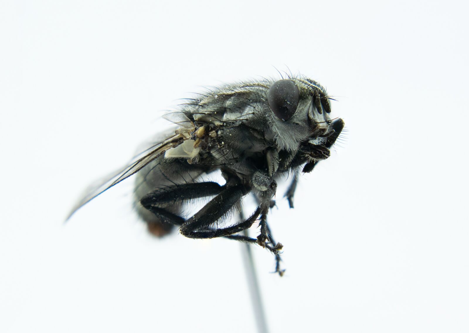Nikon D5300 sample photo. Fly, macro, close up photography