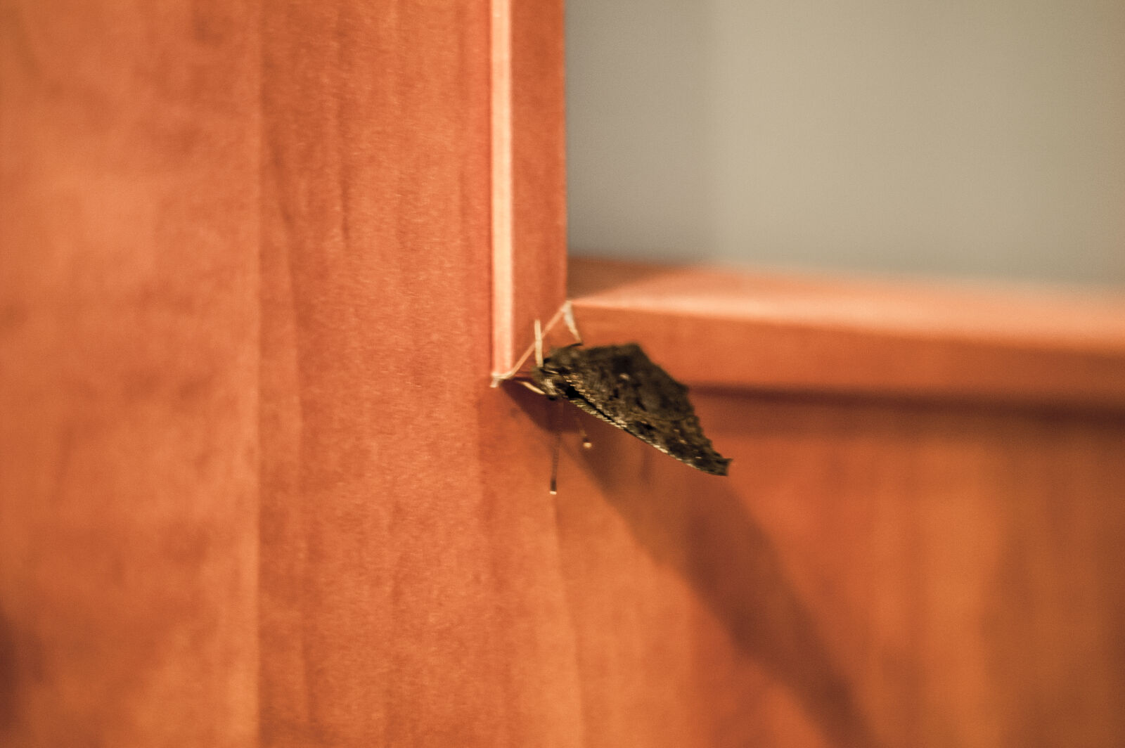 KONICA MINOLTA DYNAX 7D sample photo. Butterfly, night photography