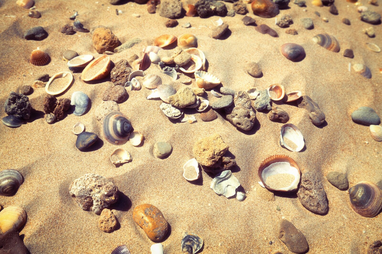 Canon EF 16-35mm F4L IS USM sample photo. Beach, shells, to photography