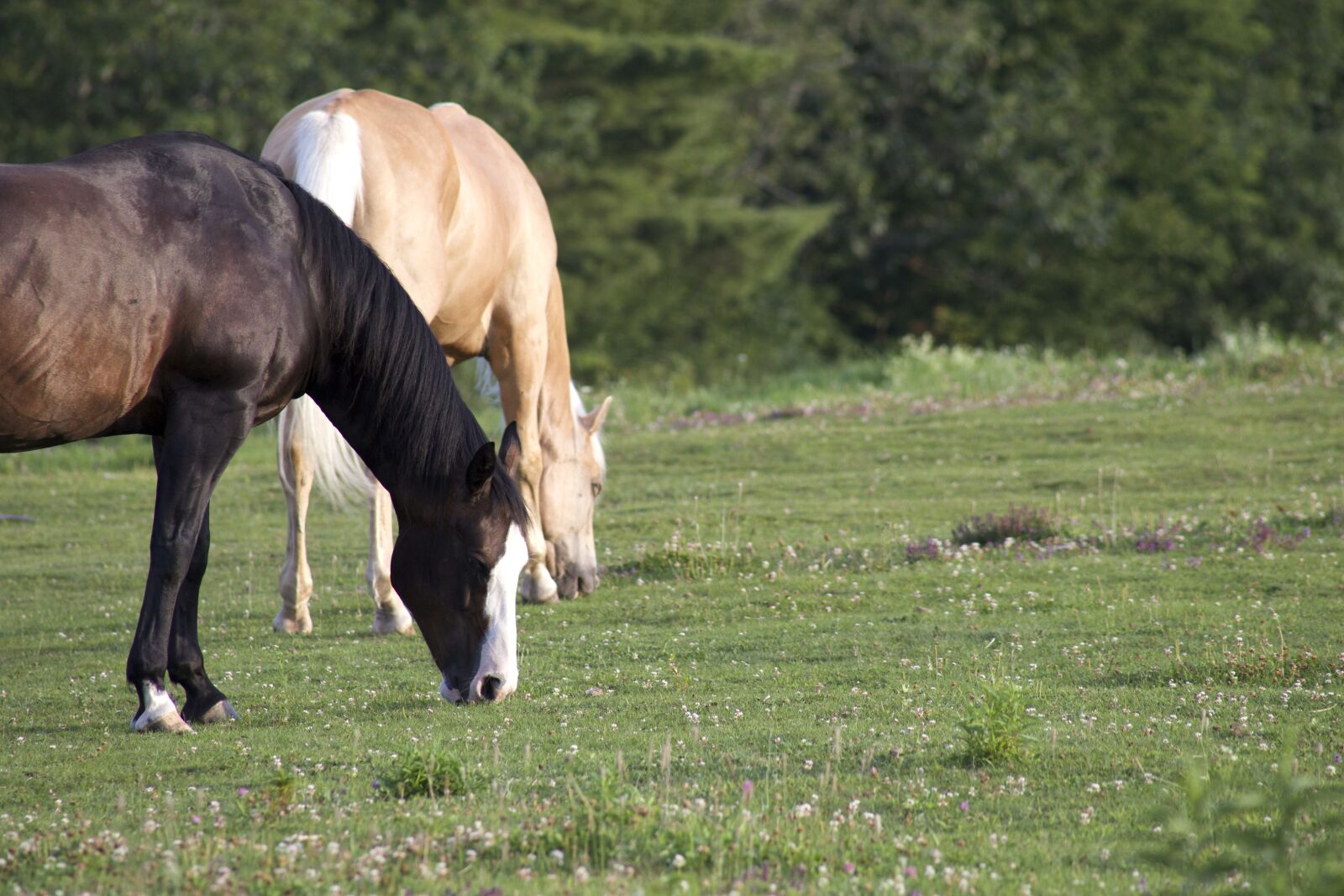 Canon EOS 6D sample photo. Two horses, domestic animals photography