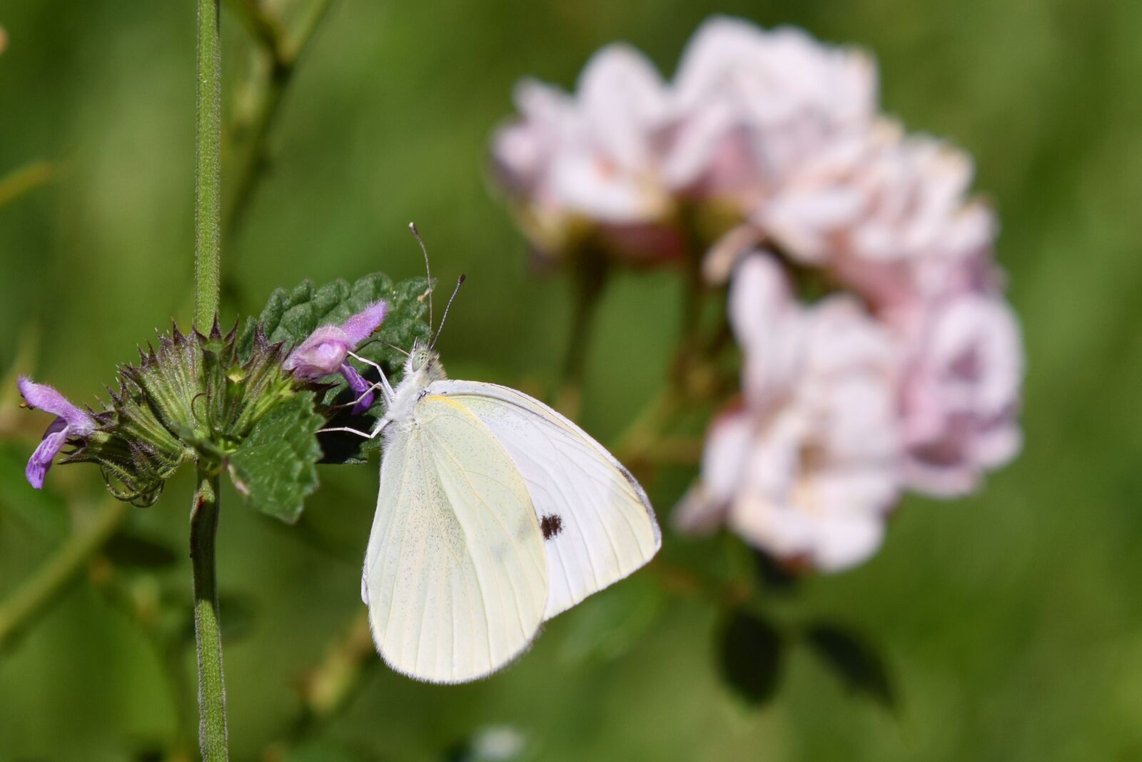 Nikon D3500 sample photo. Butterfly, flowers, pieris photography
