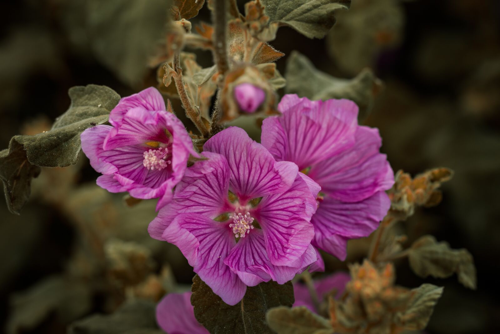 Canon EF 100mm F2.8L Macro IS USM sample photo. Flower, nature, plant photography