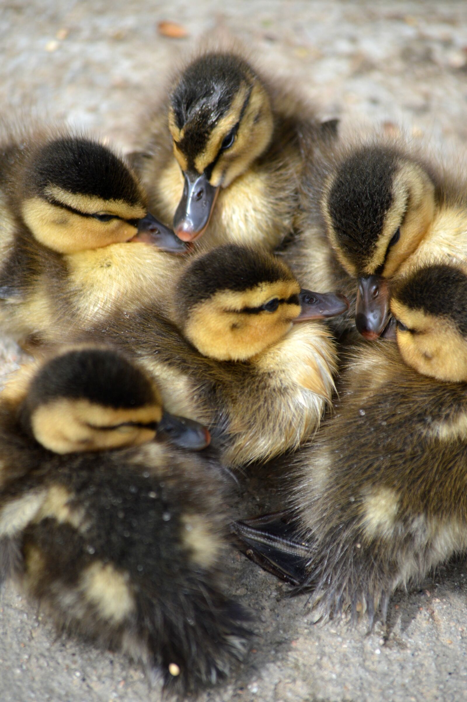 Nikon D3200 sample photo. Ducklings, cute, fluffy photography