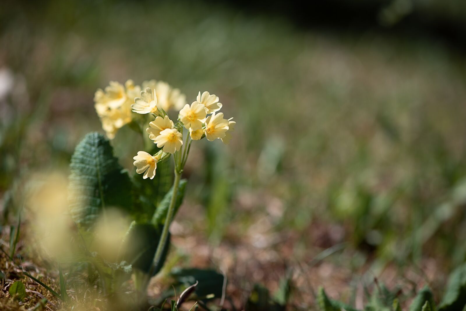 Nikon D750 sample photo. Cowslip, yellow, spring photography
