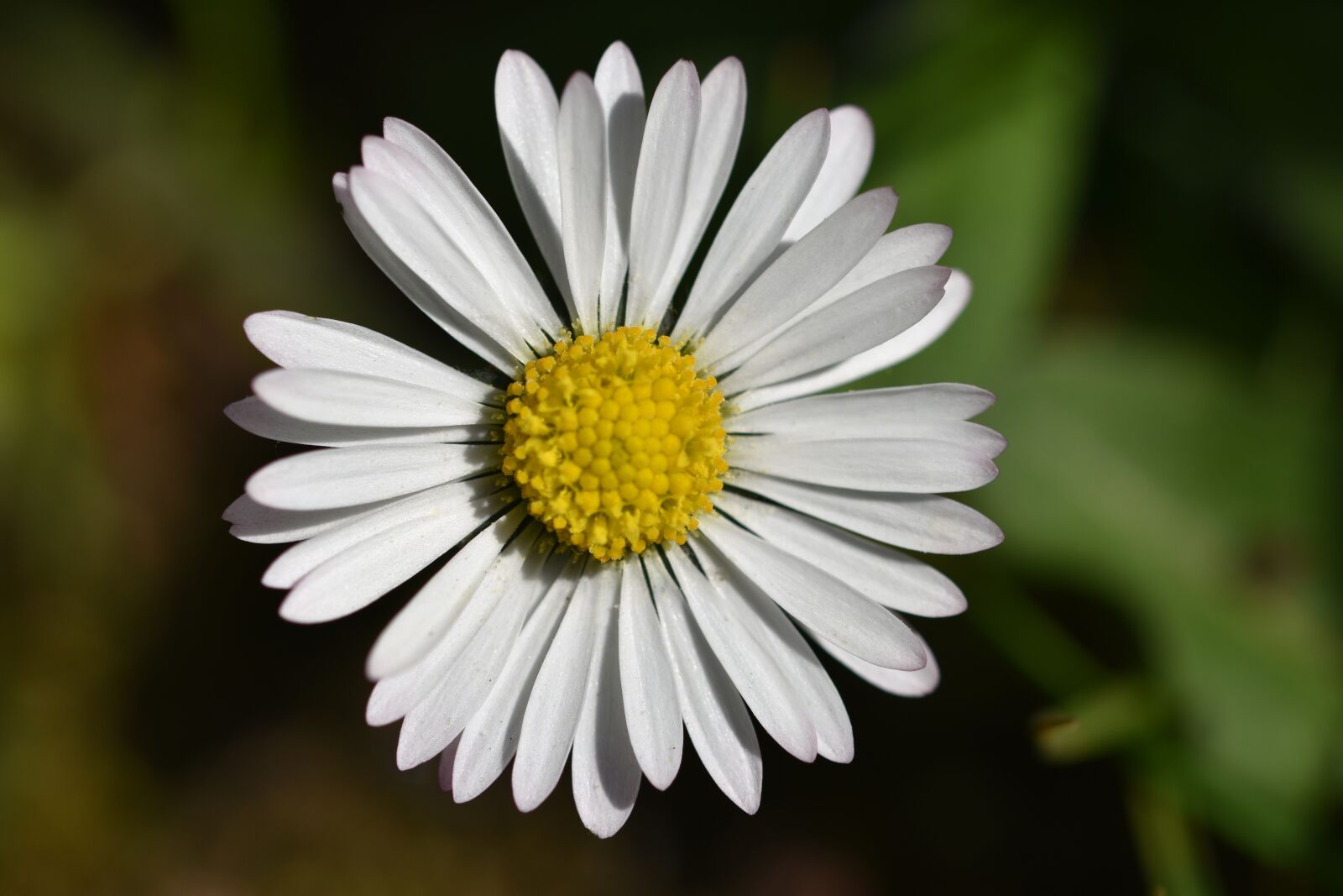 Nikon D3400 sample photo. Daisy, flower, spring photography