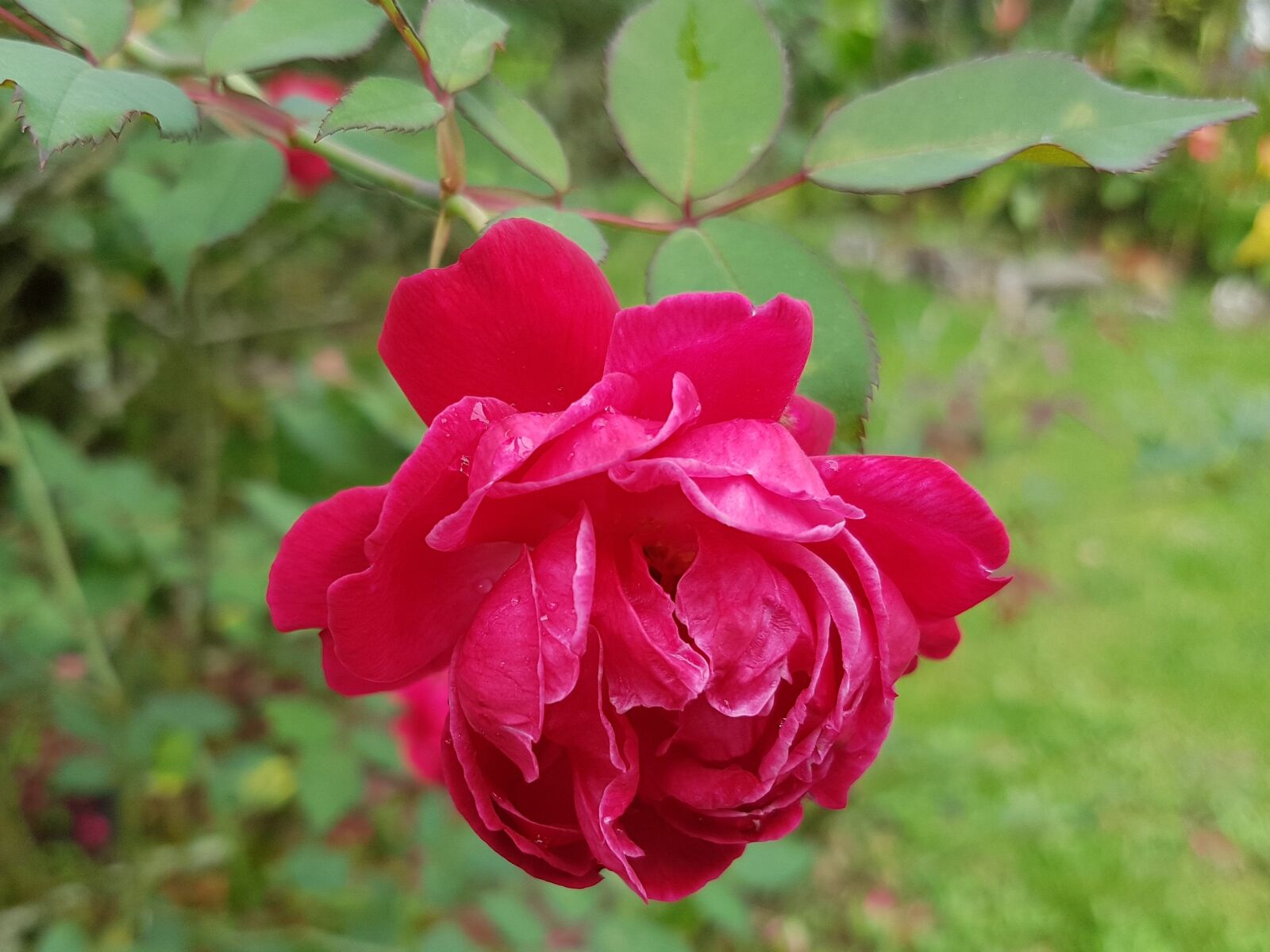 Samsung Galaxy S7 Edge sample photo. Red flower, garden, red photography