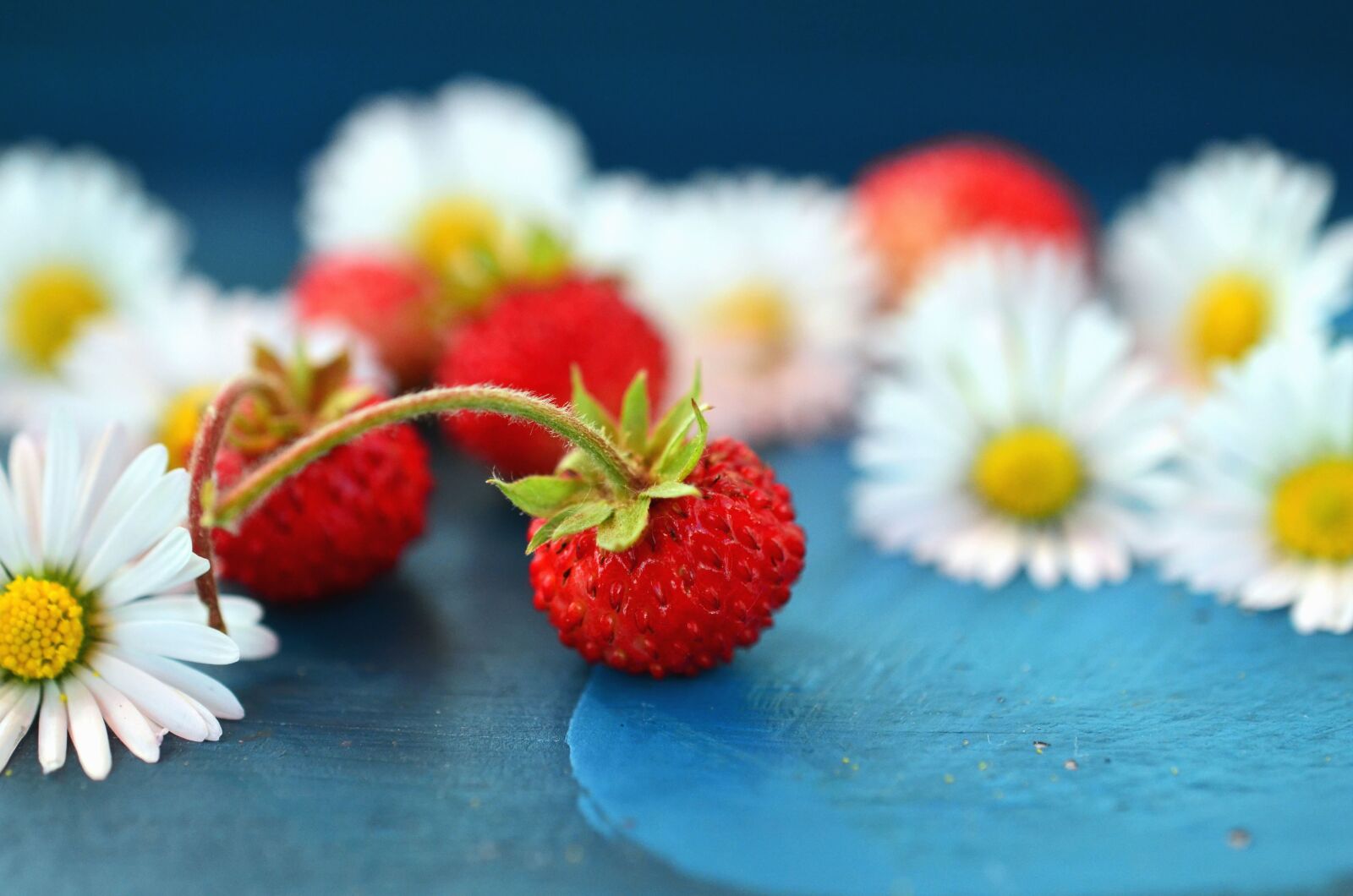 Nikon D5100 sample photo. Peduncle, raspberry, daisy, fruit photography