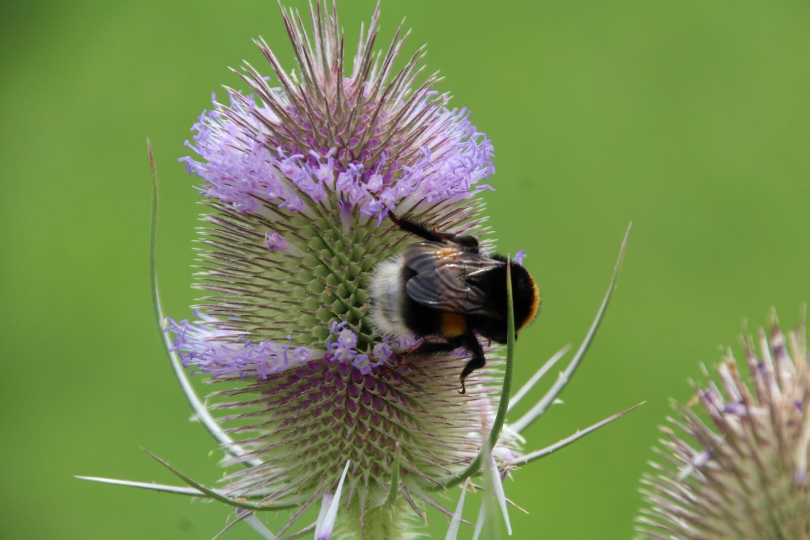 Canon EOS 1200D (EOS Rebel T5 / EOS Kiss X70 / EOS Hi) sample photo. Hummel, thistle, nature photography
