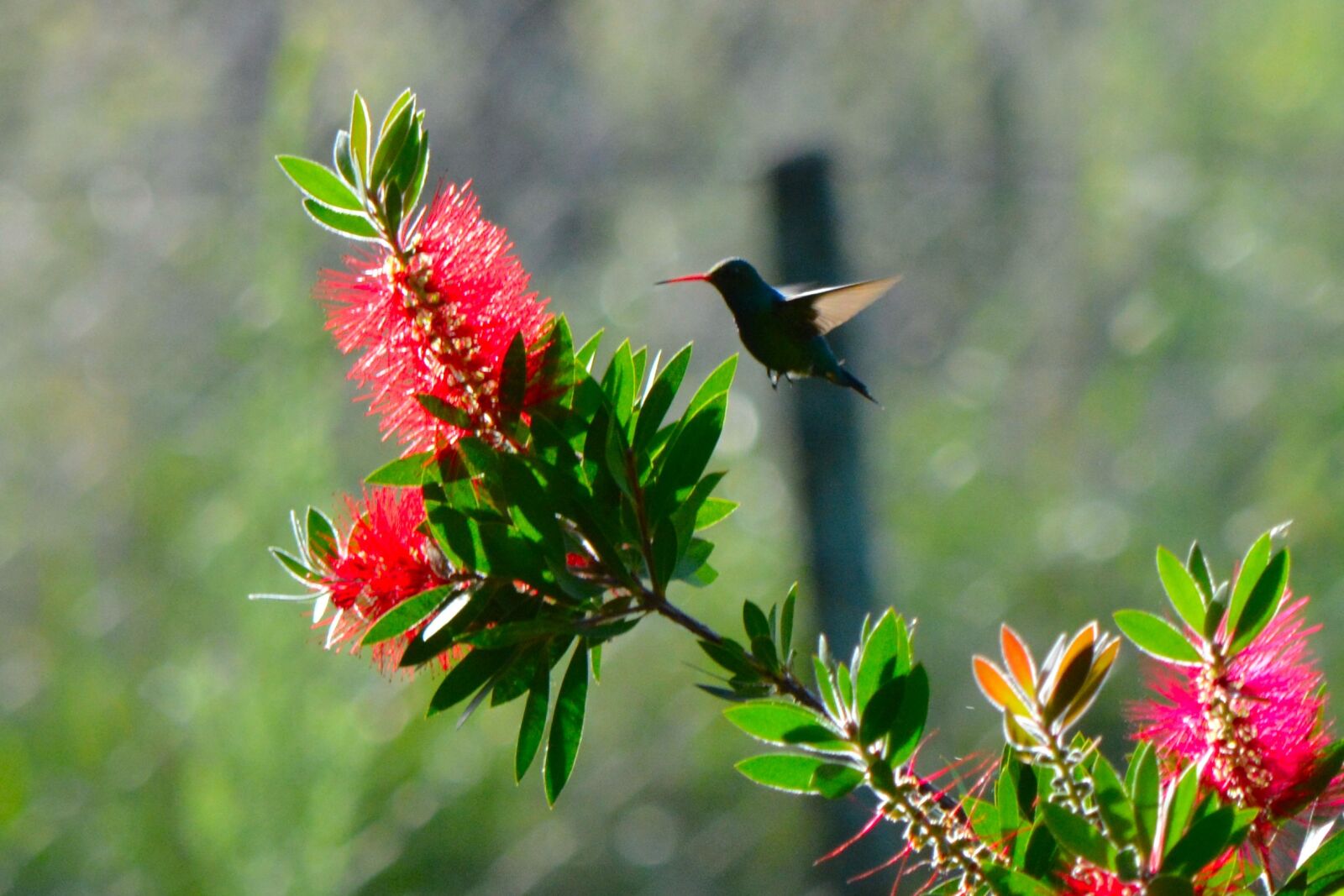 Nikon D5200 sample photo. Ave, bird, flight photography