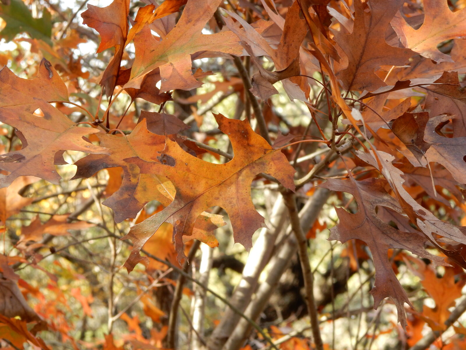 Nikon Coolpix S9900 sample photo. Dry, leaves, leaves photography