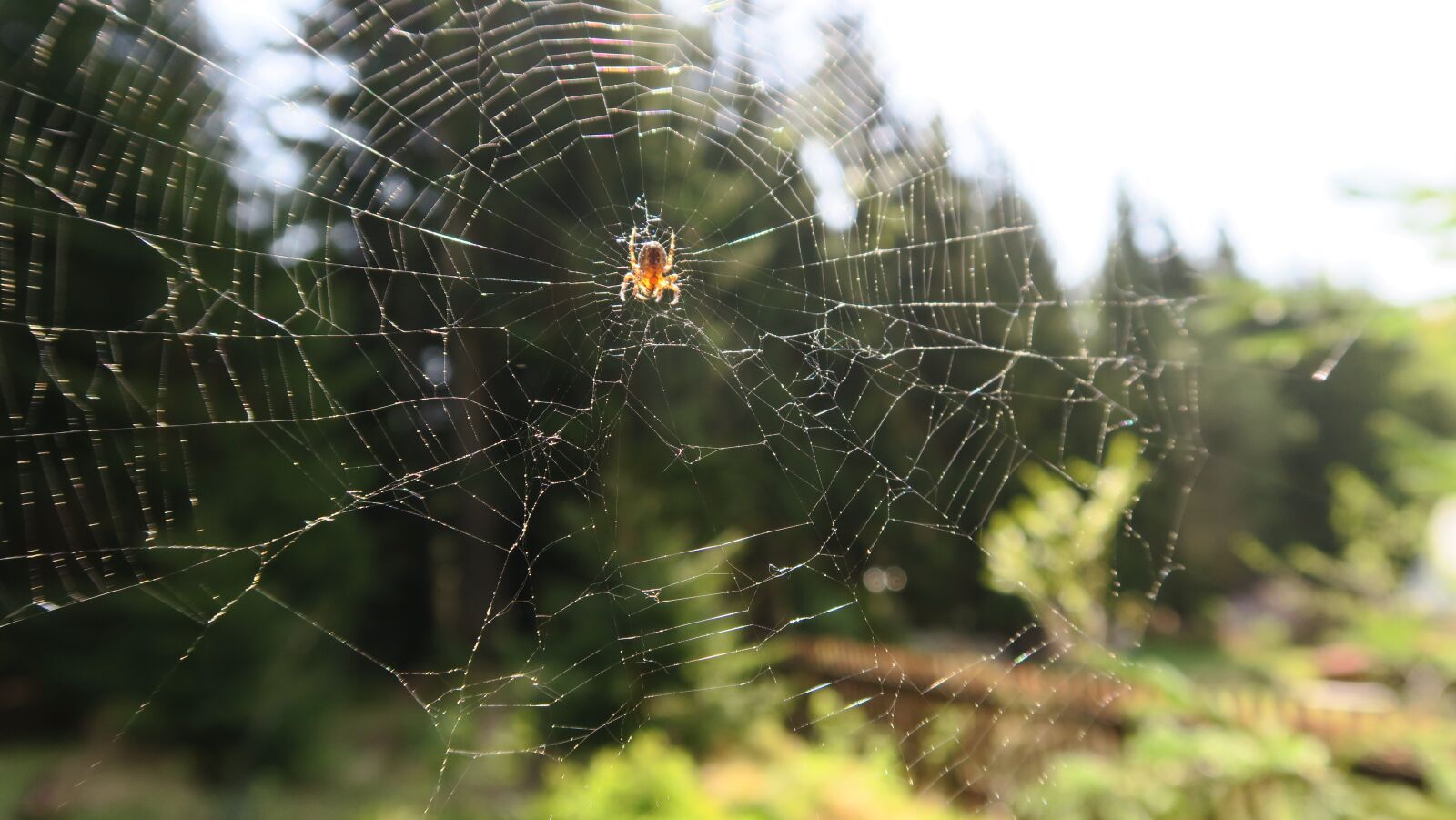 Canon PowerShot G5 X sample photo. Spider, nature, web photography