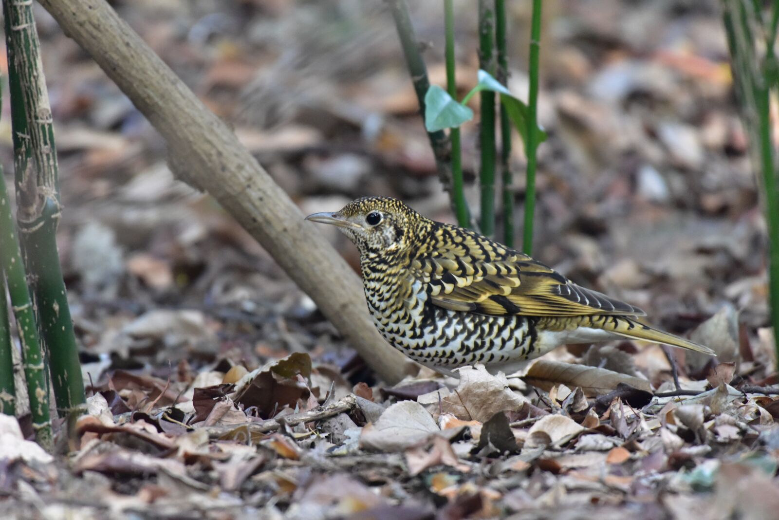 Nikon D810 sample photo. Natural, outdoors, wood photography
