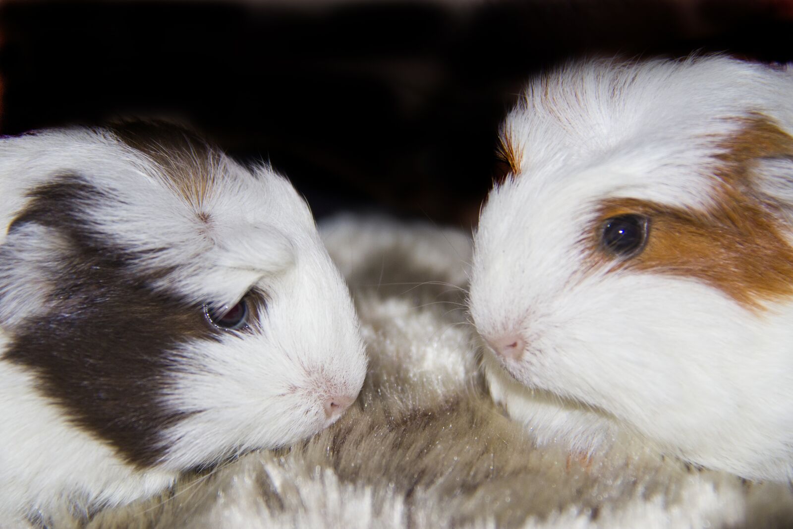 Canon EF-S 18-200mm F3.5-5.6 IS sample photo. Guinea pigs, pets, animals photography