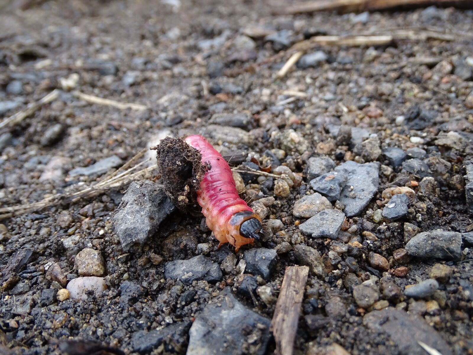 Sony Cyber-shot DSC-HX400V sample photo. Caterpillar, pupa, the larva photography