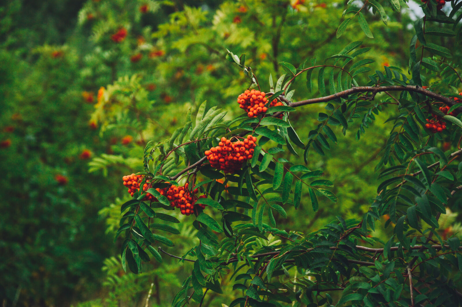 Nikon D3200 sample photo. Nature, nature, wallpaper, red photography