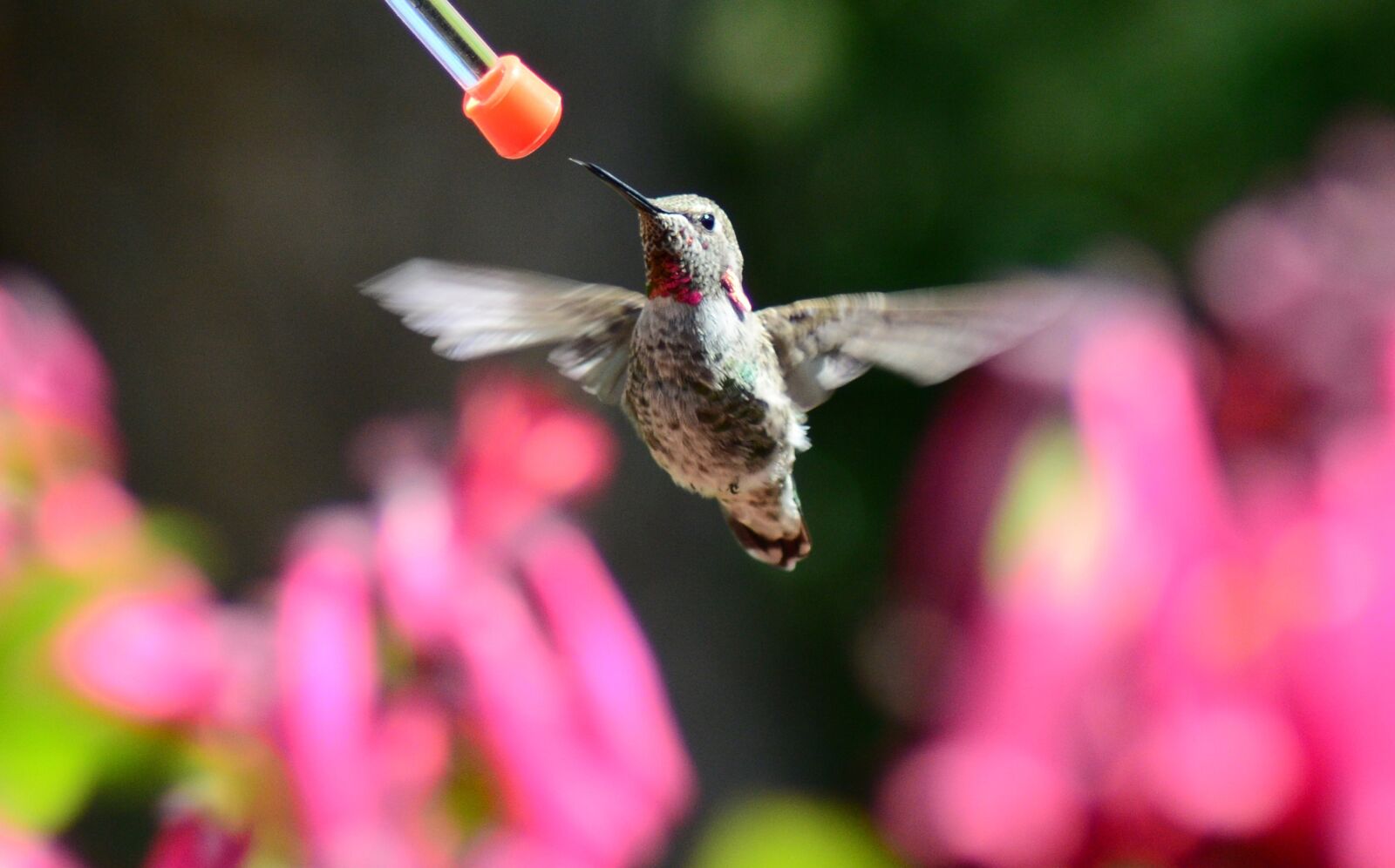 Nikon D7100 sample photo. Hummingbird, annas, bird photography