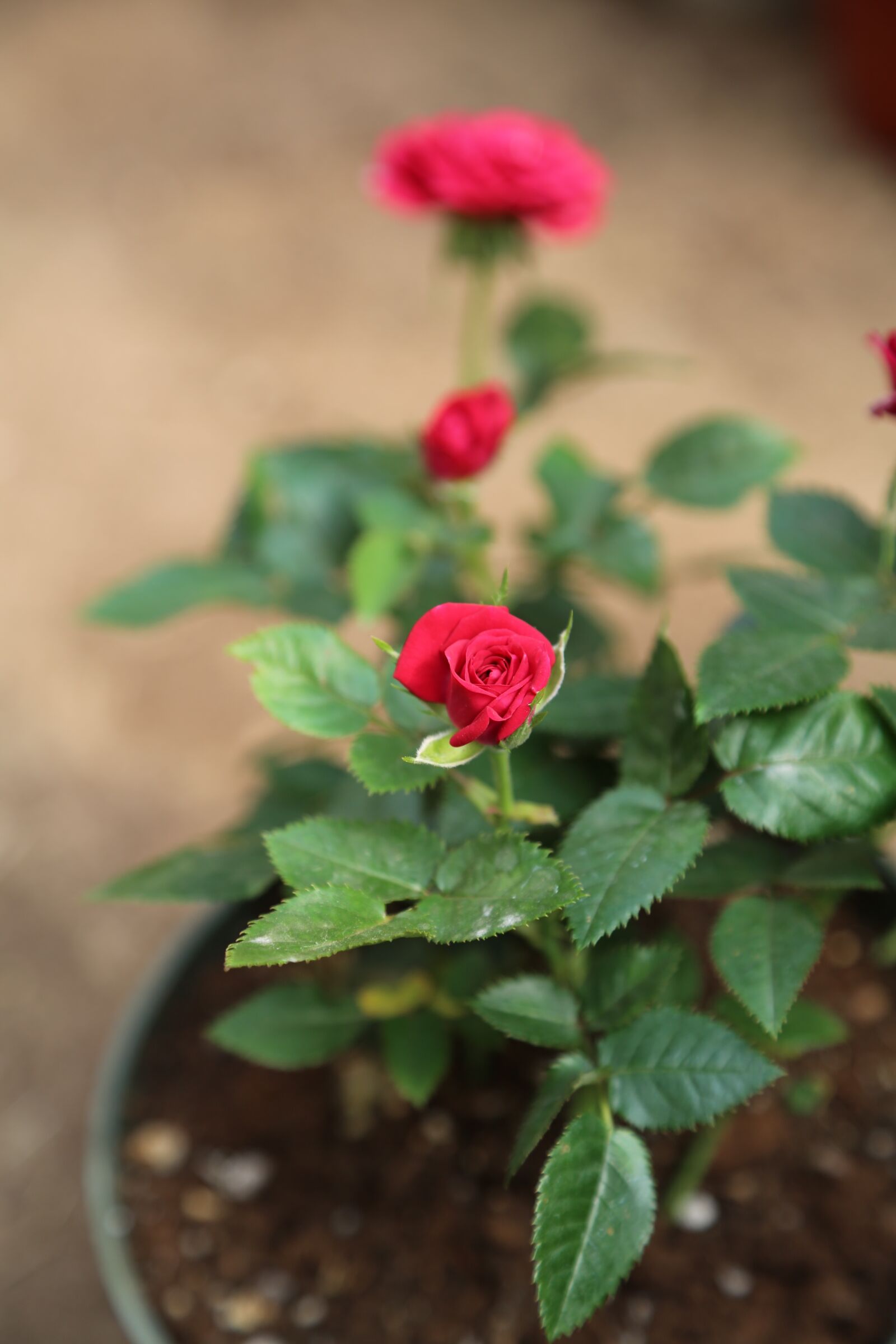 Canon EF 24-105mm F4L IS USM sample photo. Flower, flora, nature photography