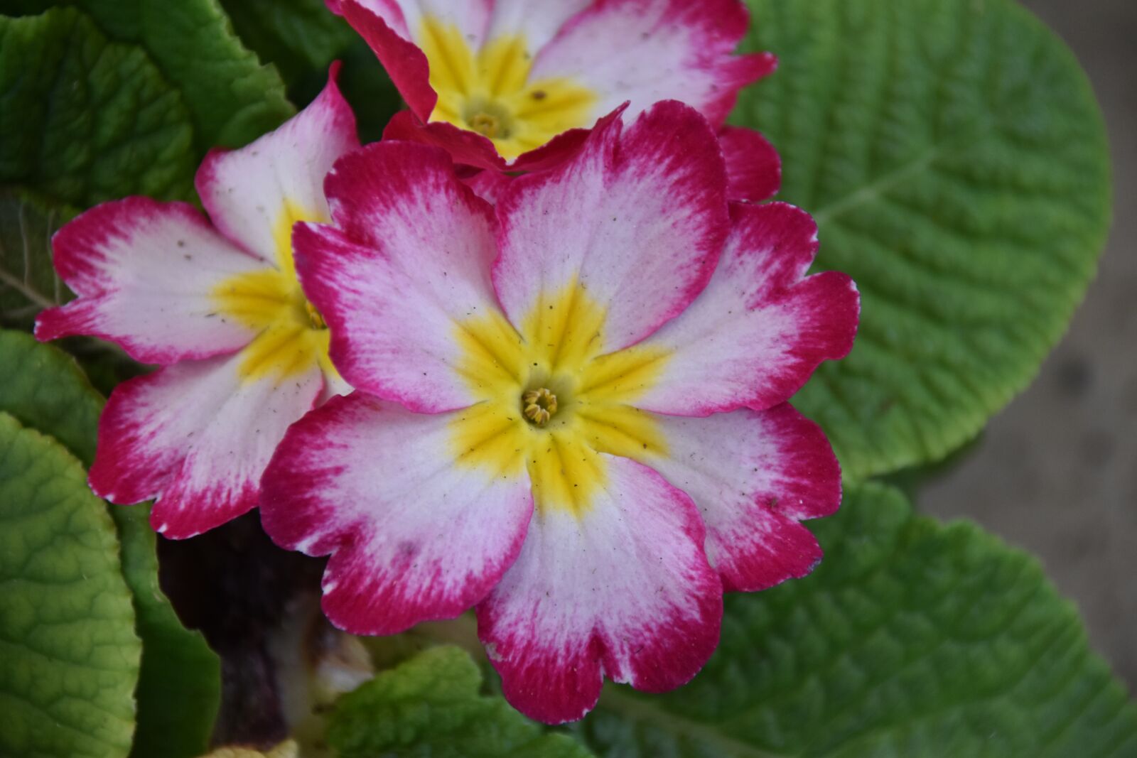 Nikon D5600 sample photo. Flower, flowering winter, green photography