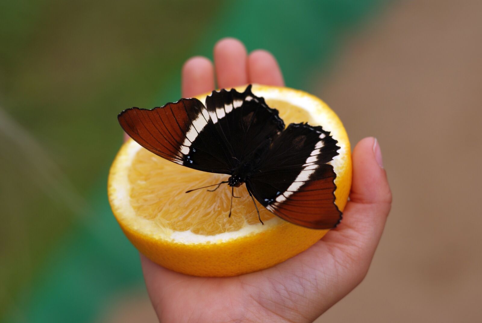 Sony Alpha DSLR-A300 sample photo. Butterfly, siproeta epaphus, central photography