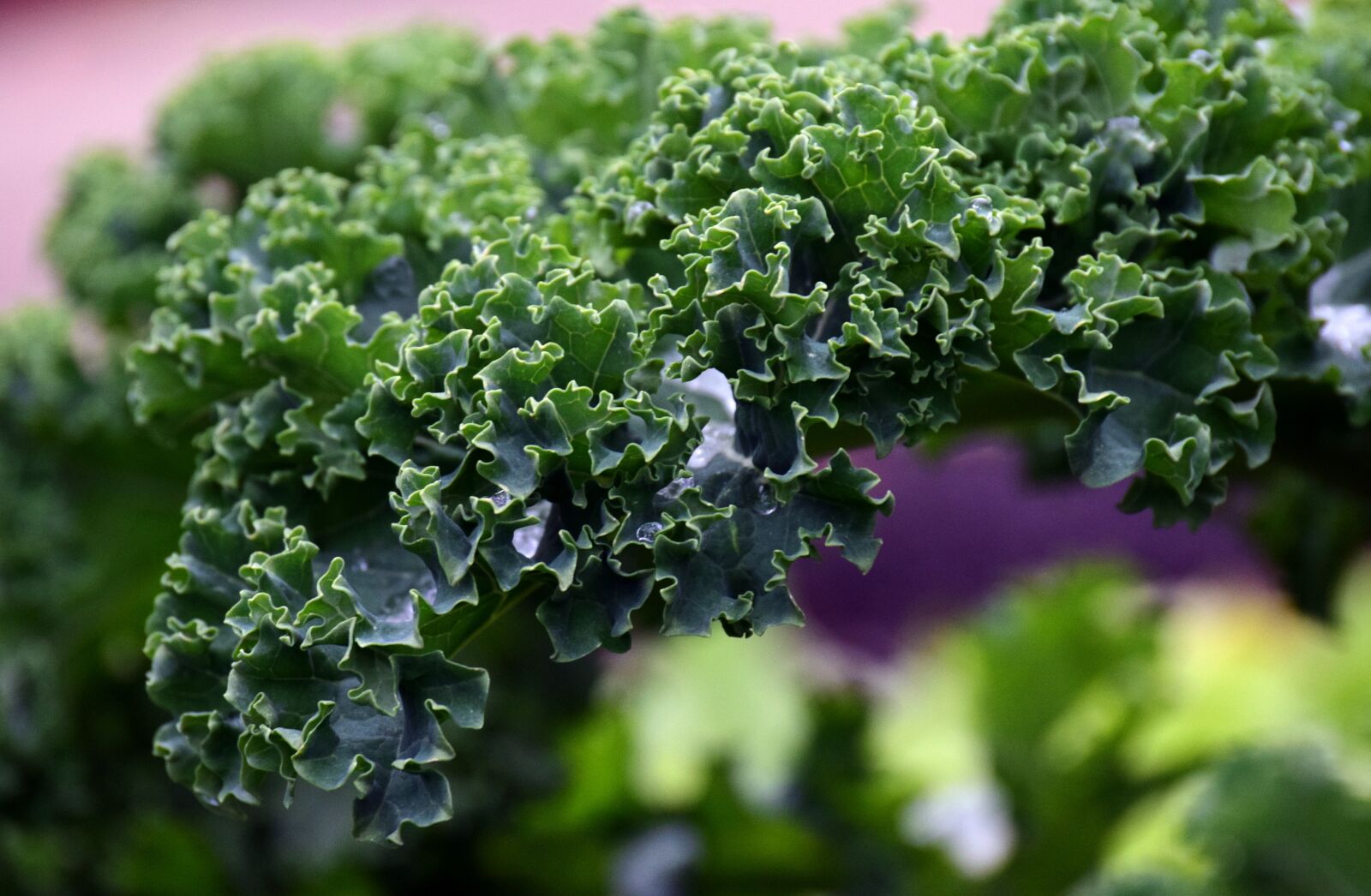 Nikon D3300 sample photo. Kale, frost, vegetables photography