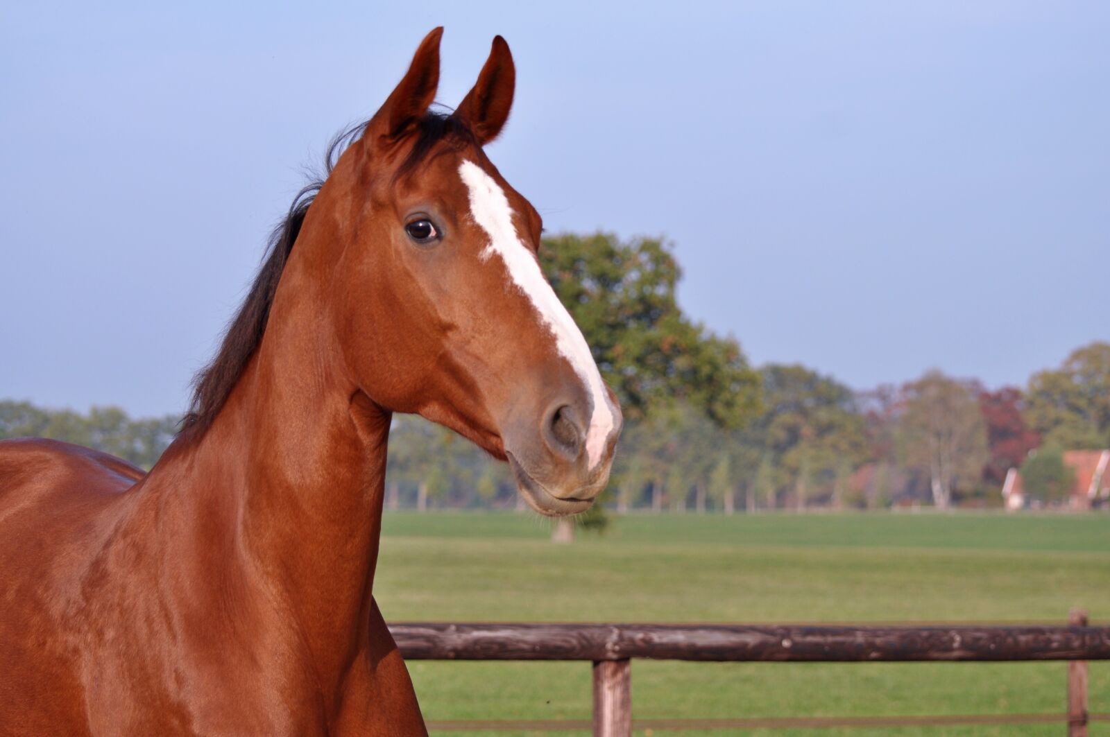 Nikon D5000 sample photo. Horse, horses, watch photography
