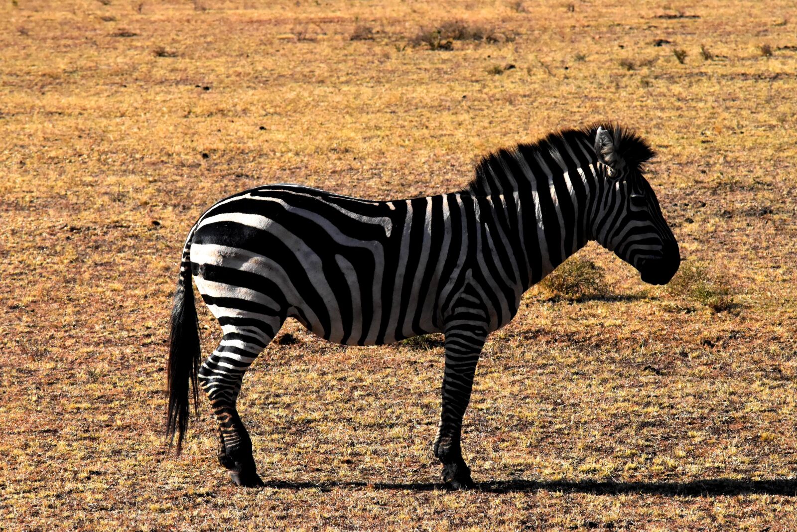 Nikon D5500 sample photo. Wildlife, zebra, tanzania photography