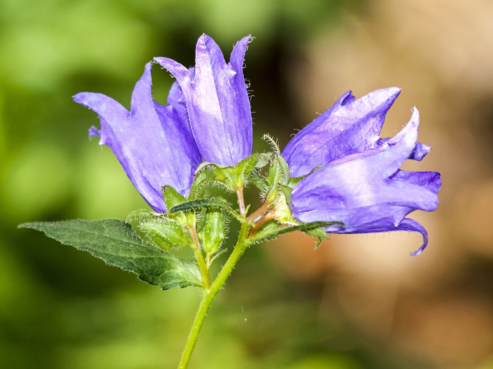 Olympus E-3 sample photo. Bellflower, flower, blossom photography