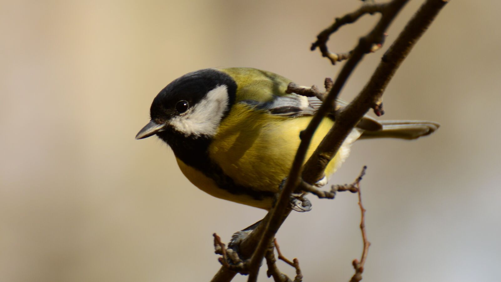 Nikon D3200 sample photo. Chickadee, great tit, nature photography