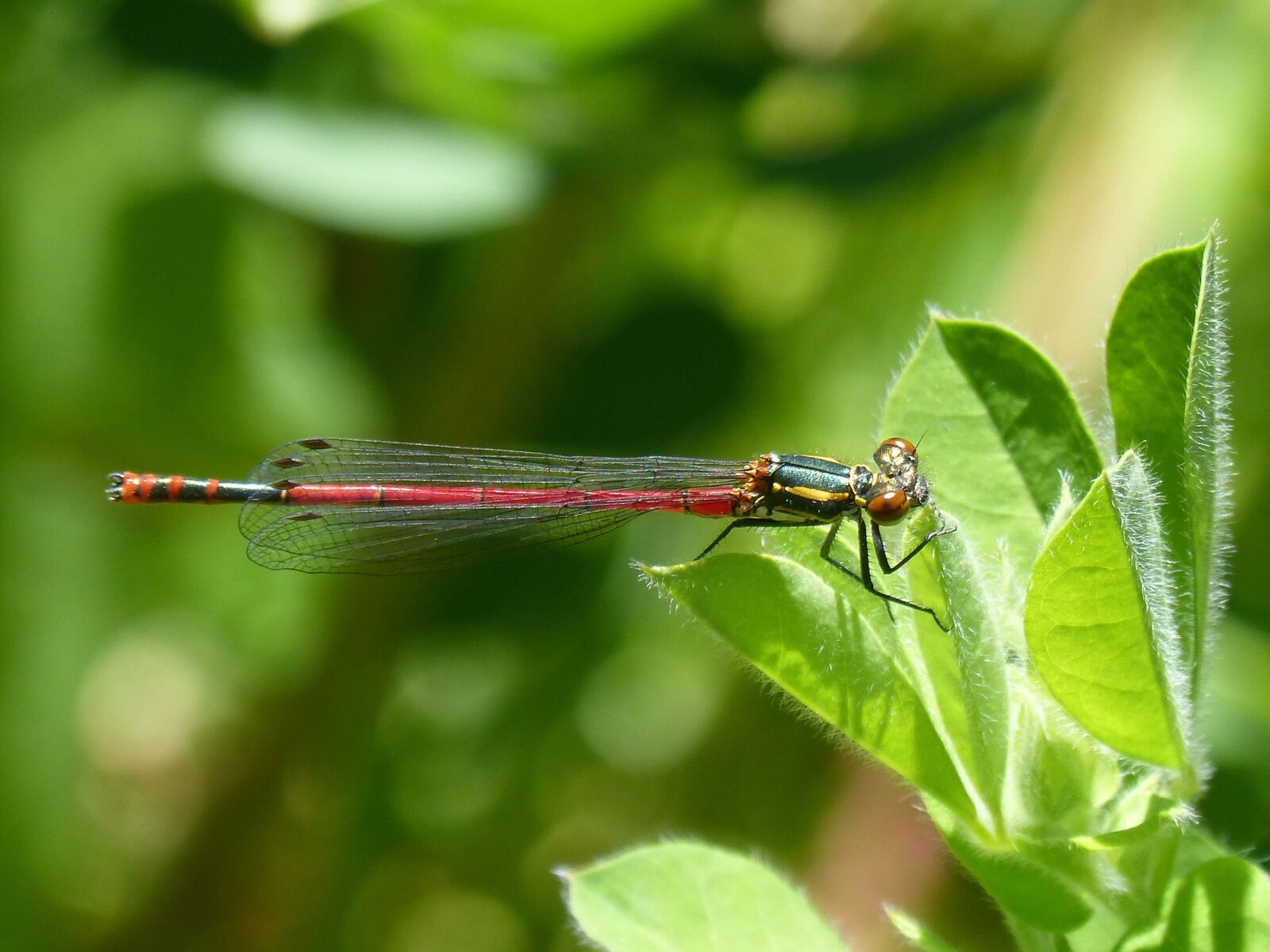 Panasonic DMC-FZ62 sample photo. Dragonfly, leaf, red dragonfly photography