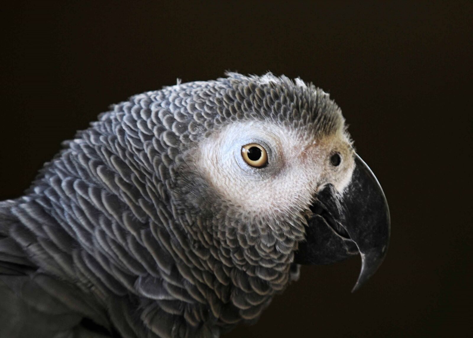 Nikon D300 sample photo. Parrot, tropical, colorful photography