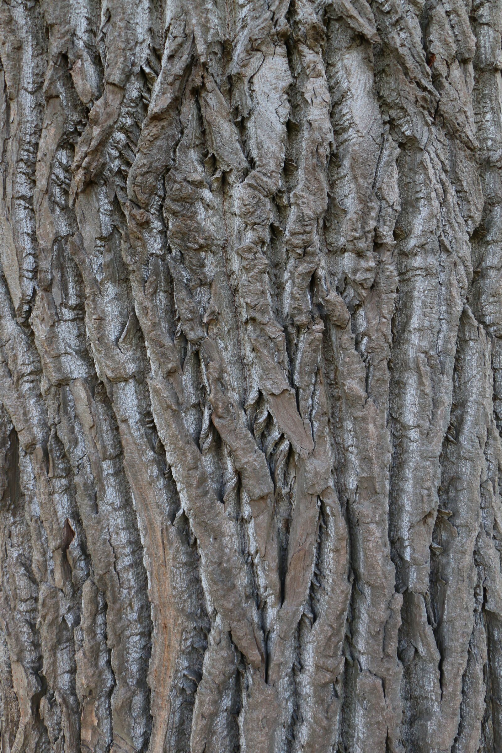 Canon EOS 70D sample photo. Tree, bark, poplar photography