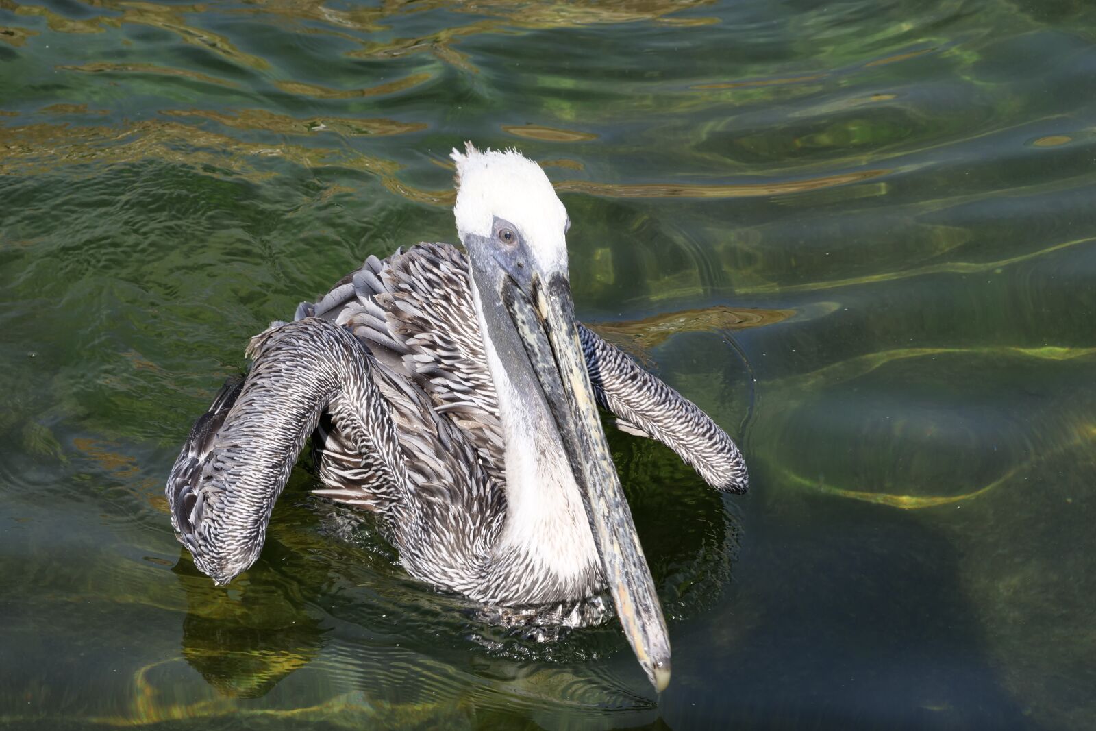 Panasonic Lumix DC-G9 sample photo. Animal world, water bird photography