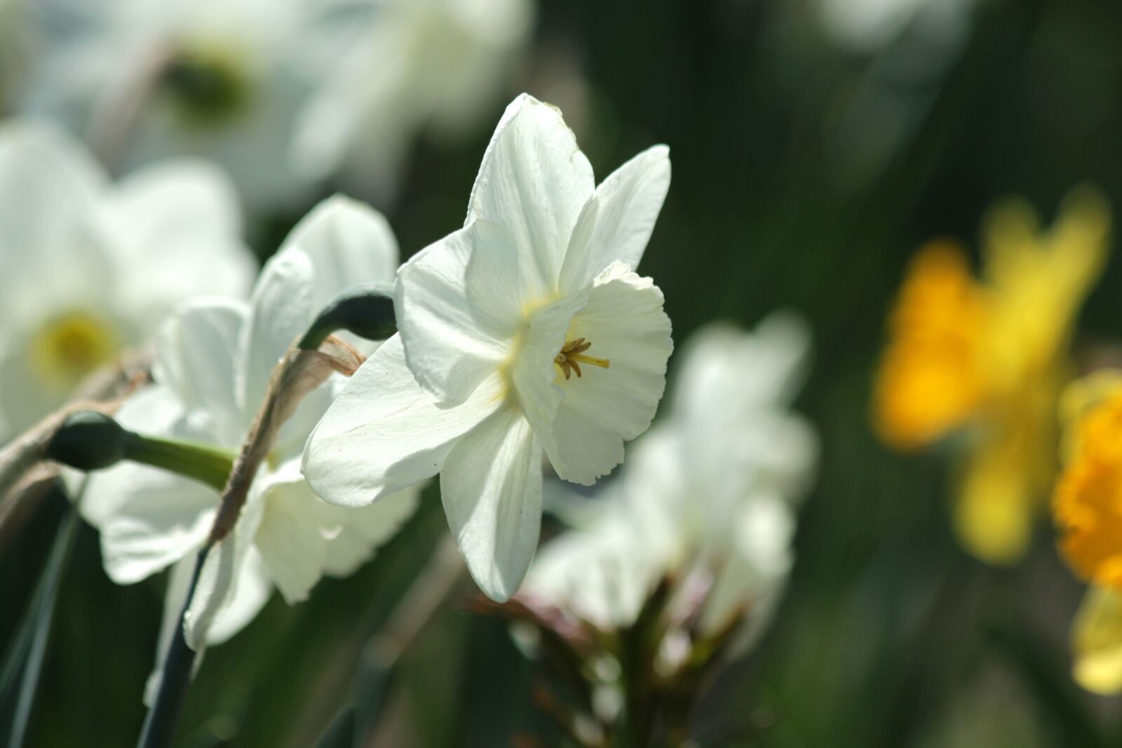 Canon EOS 650D (EOS Rebel T4i / EOS Kiss X6i) sample photo. Daffodils, flowers, narcissus photography