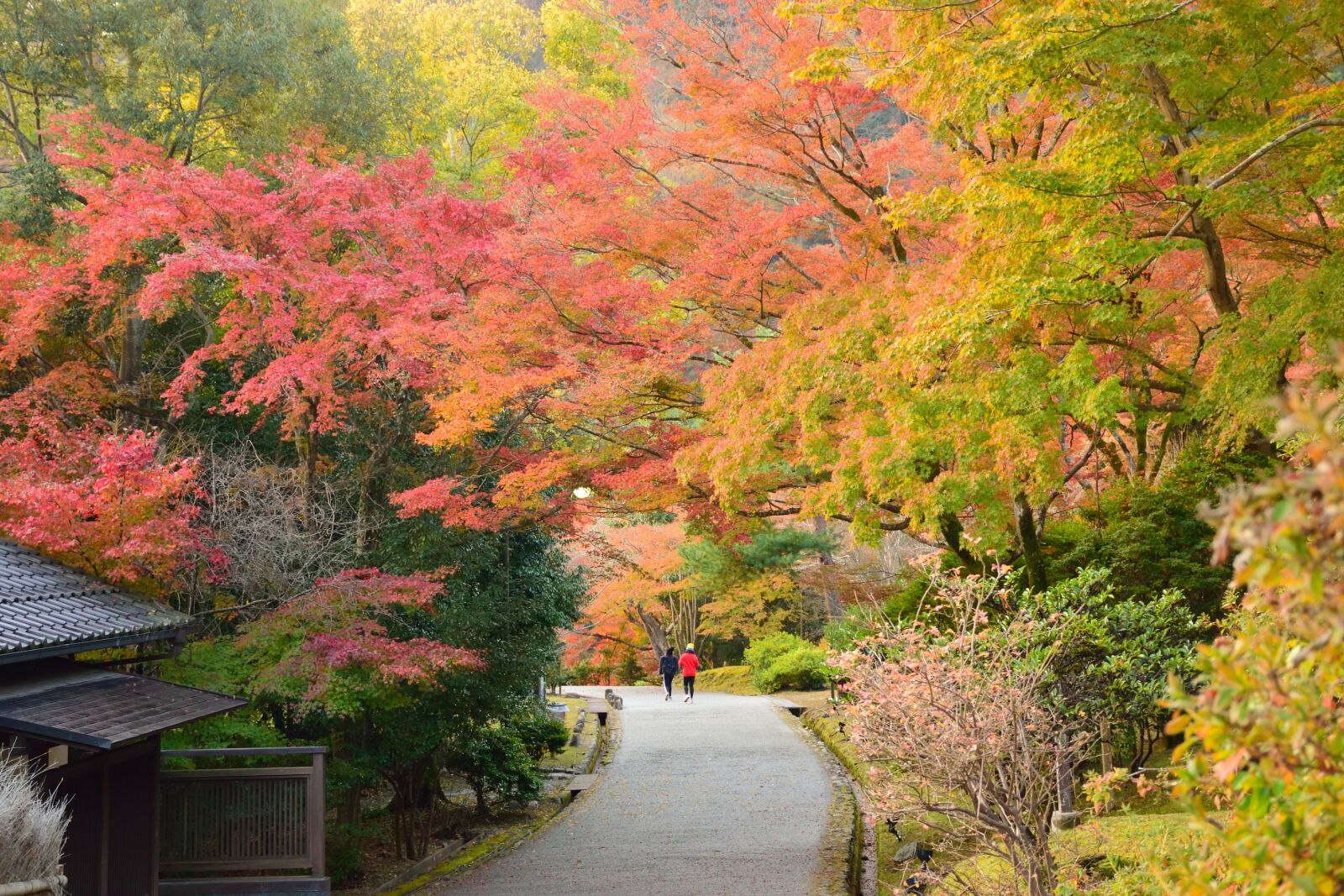 Nikon D5300 sample photo. Autumn, tree, japan photography