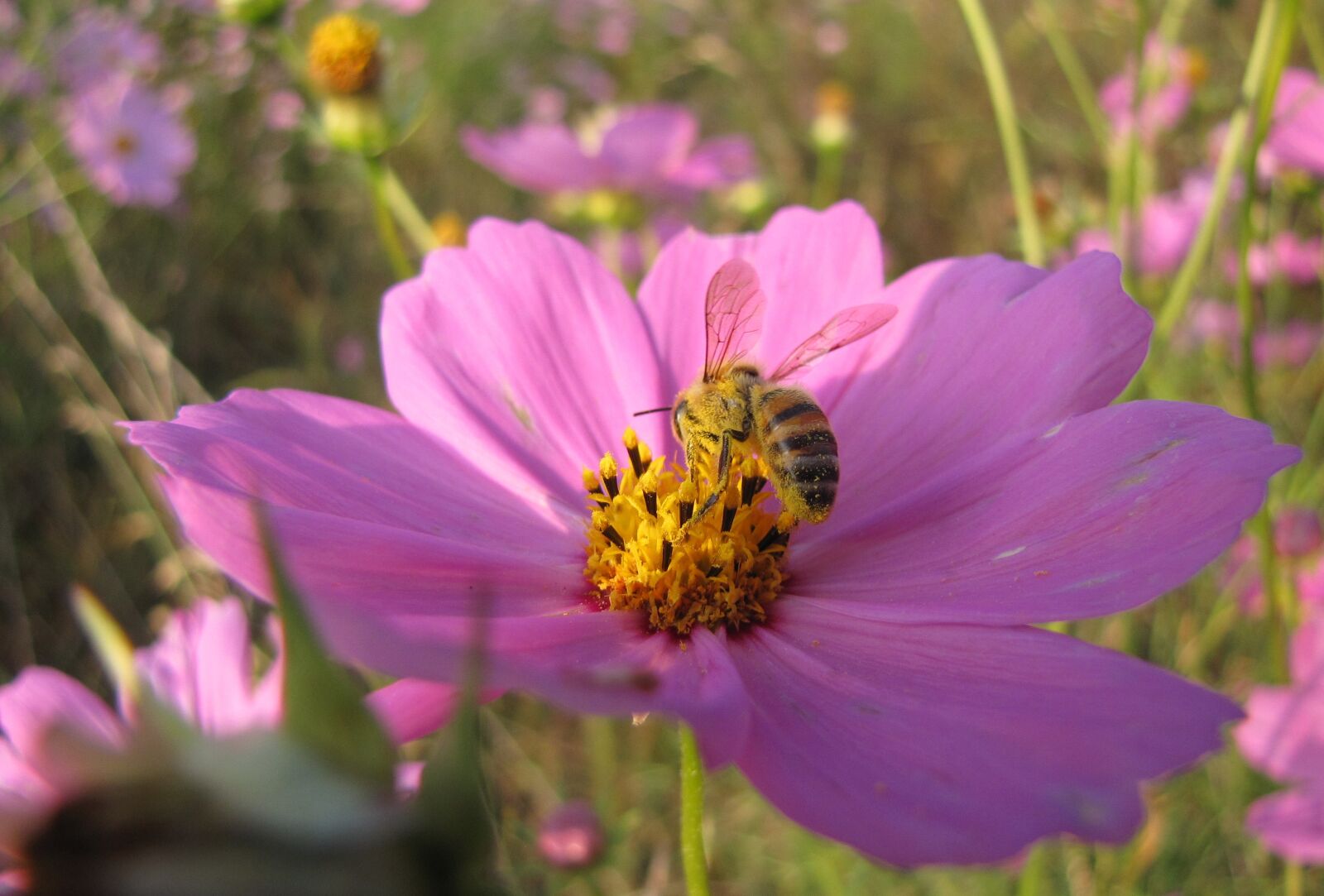 Canon PowerShot SX10 IS sample photo. Pink, flower, bee photography