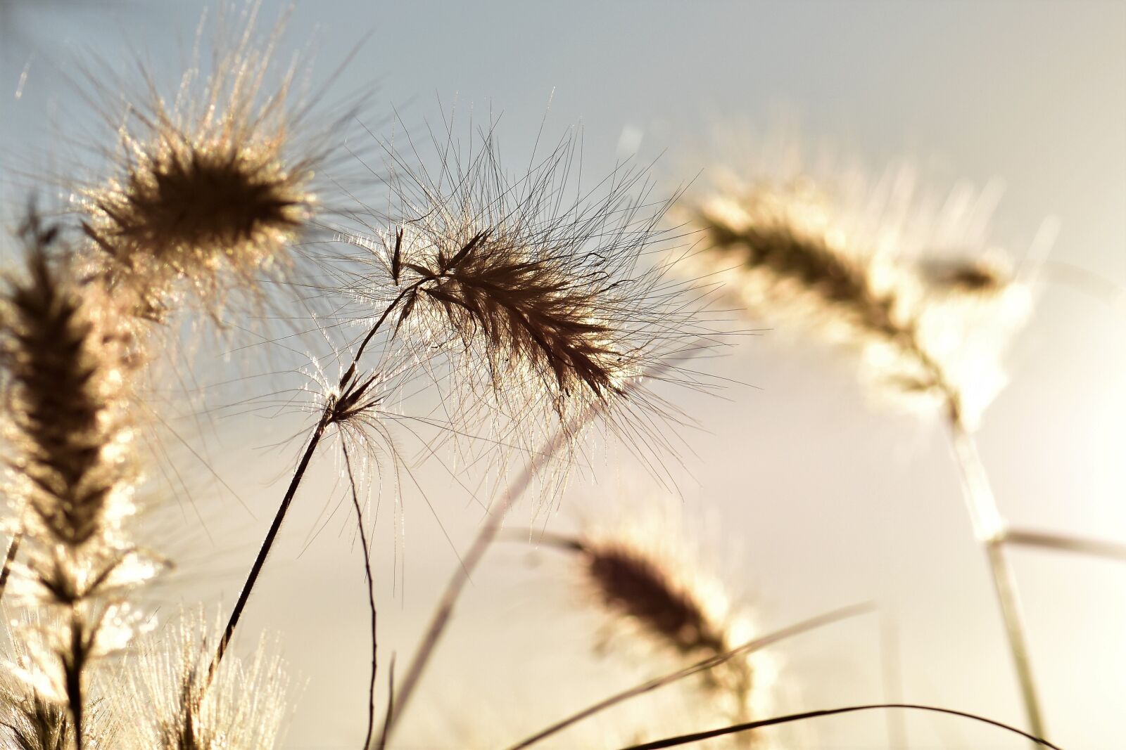 Nikon D5500 sample photo. Bamboo grassedit this page photography
