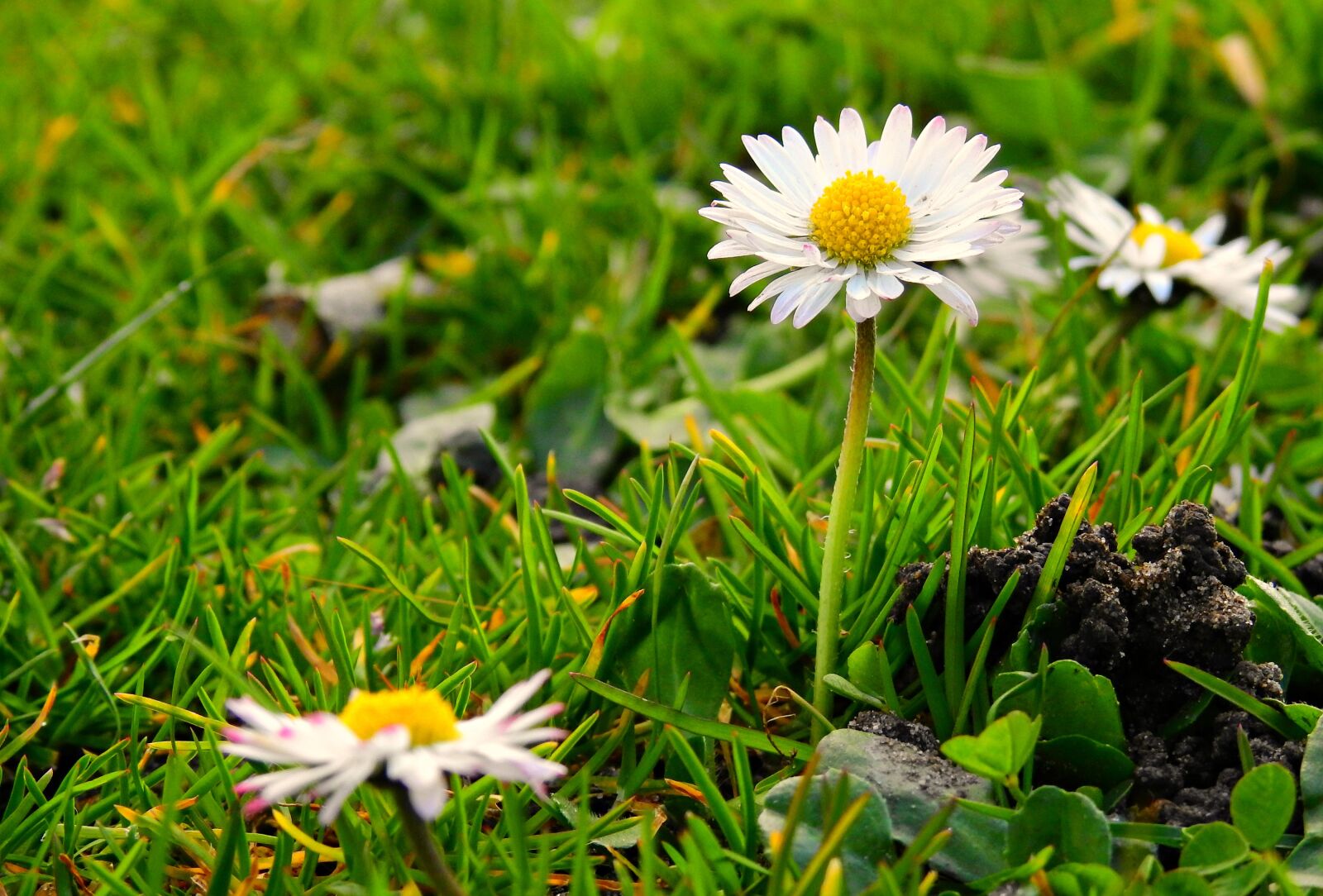 Nikon Coolpix P900 sample photo. Common daisy, flower, plant photography