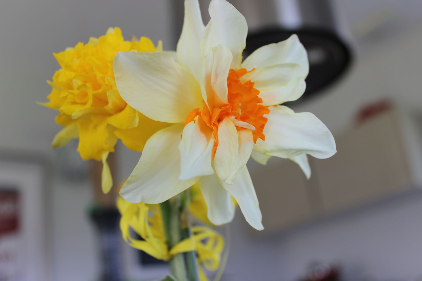 Canon EOS 600D (Rebel EOS T3i / EOS Kiss X5) sample photo. Flower, white, nature photography
