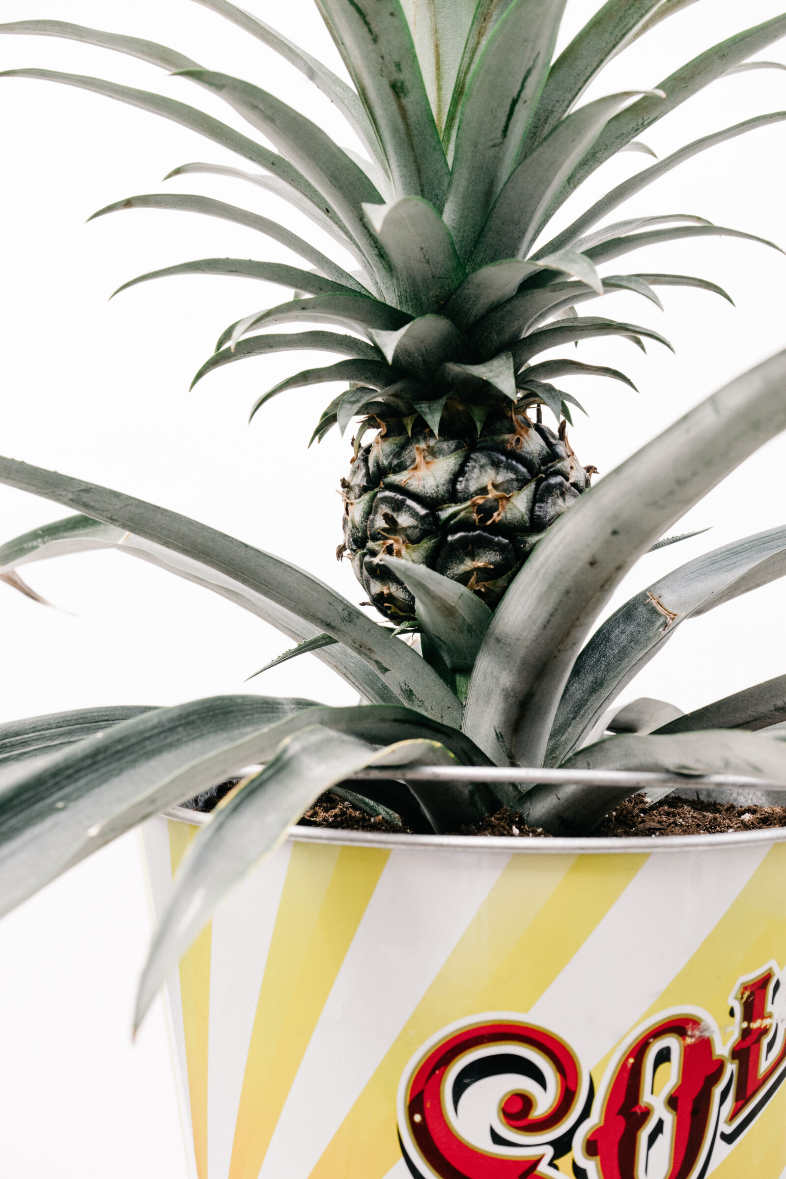 Sony a7 II + Sony FE 28-70mm F3.5-5.6 OSS sample photo. Fruit, growing, pineapple, plant photography