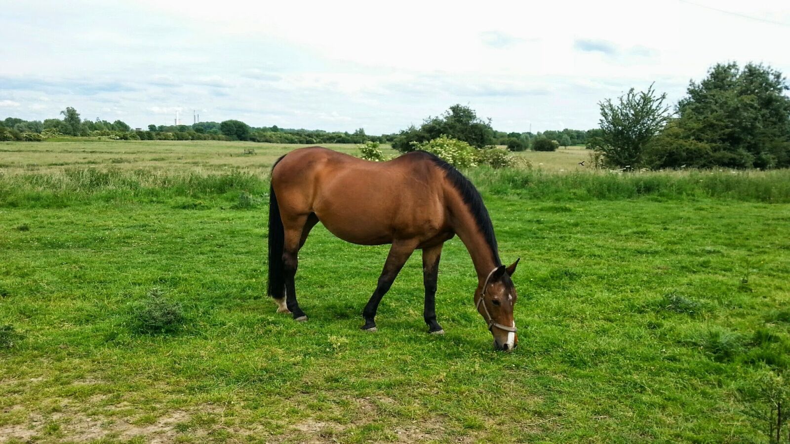 Samsung Galaxy S3 sample photo. Horse, pasture, graze photography