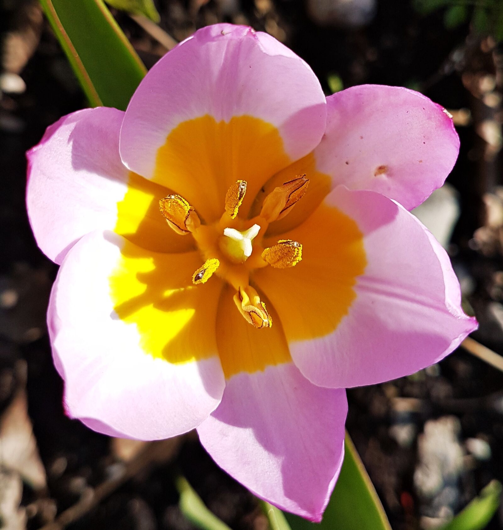 Samsung Galaxy S7 sample photo. Wild tulip, pink, spring photography