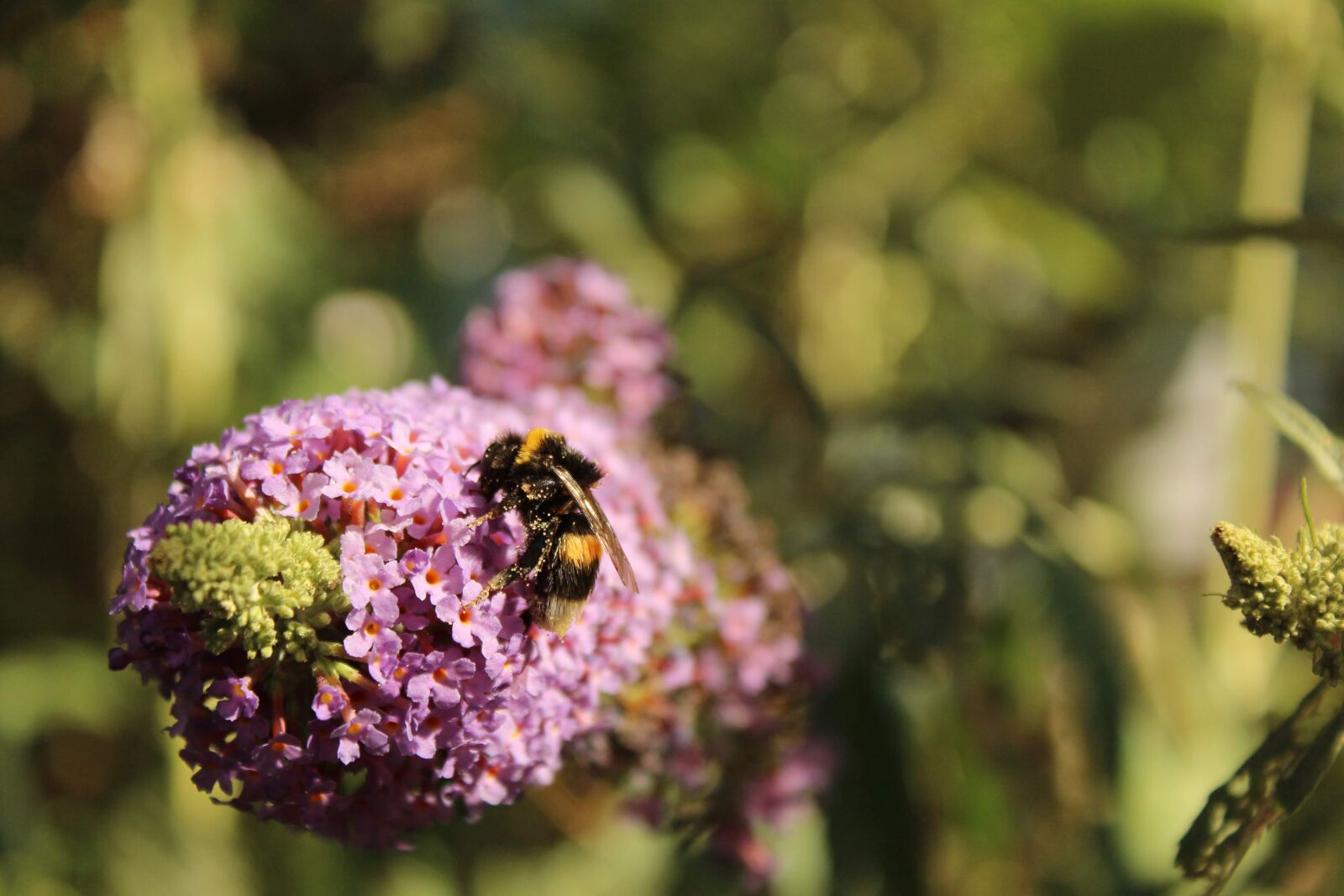 Canon EOS 1300D (EOS Rebel T6 / EOS Kiss X80) sample photo. Nature, insect, bee photography