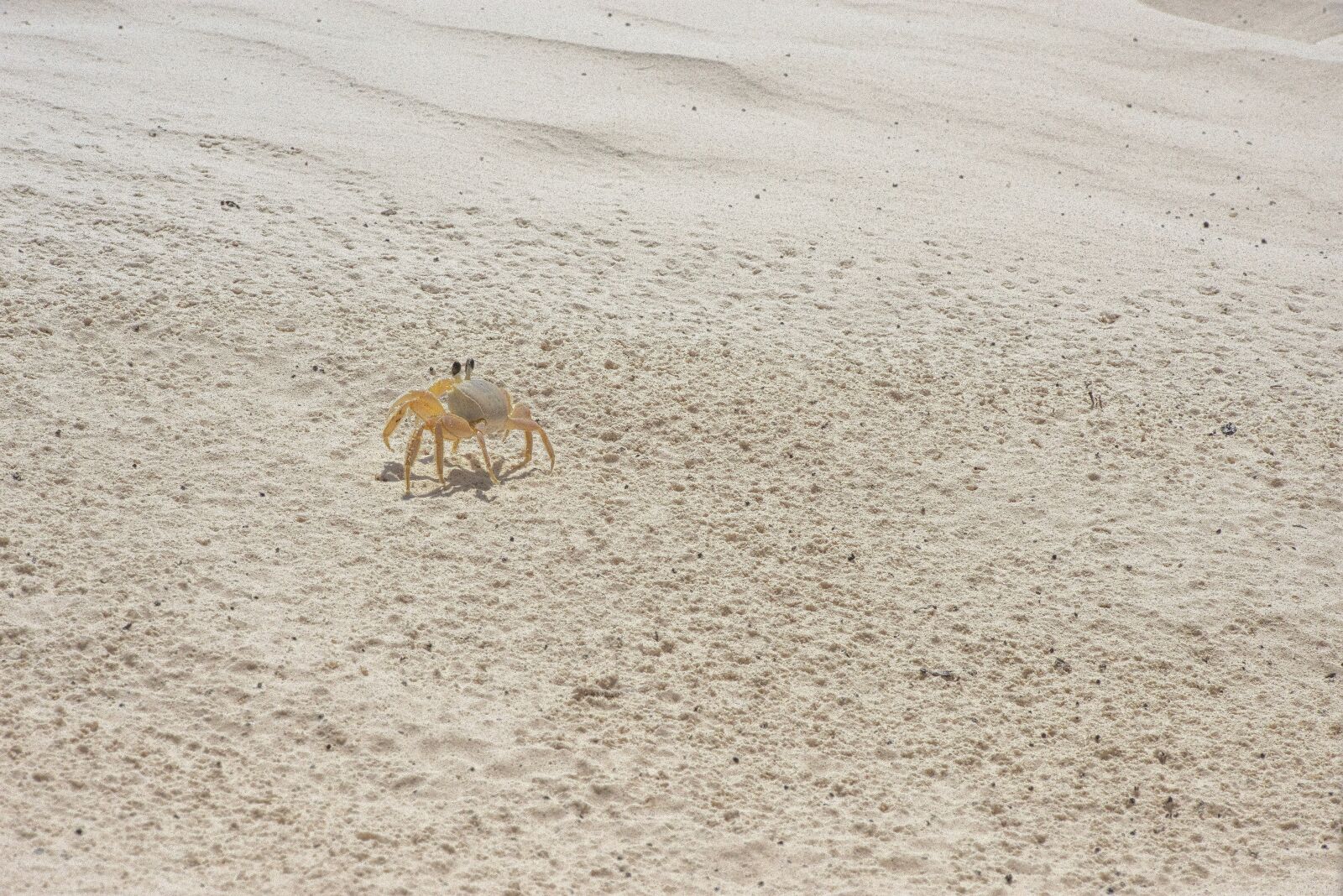 Nikon D800 sample photo. Sand, crayfish, crab photography
