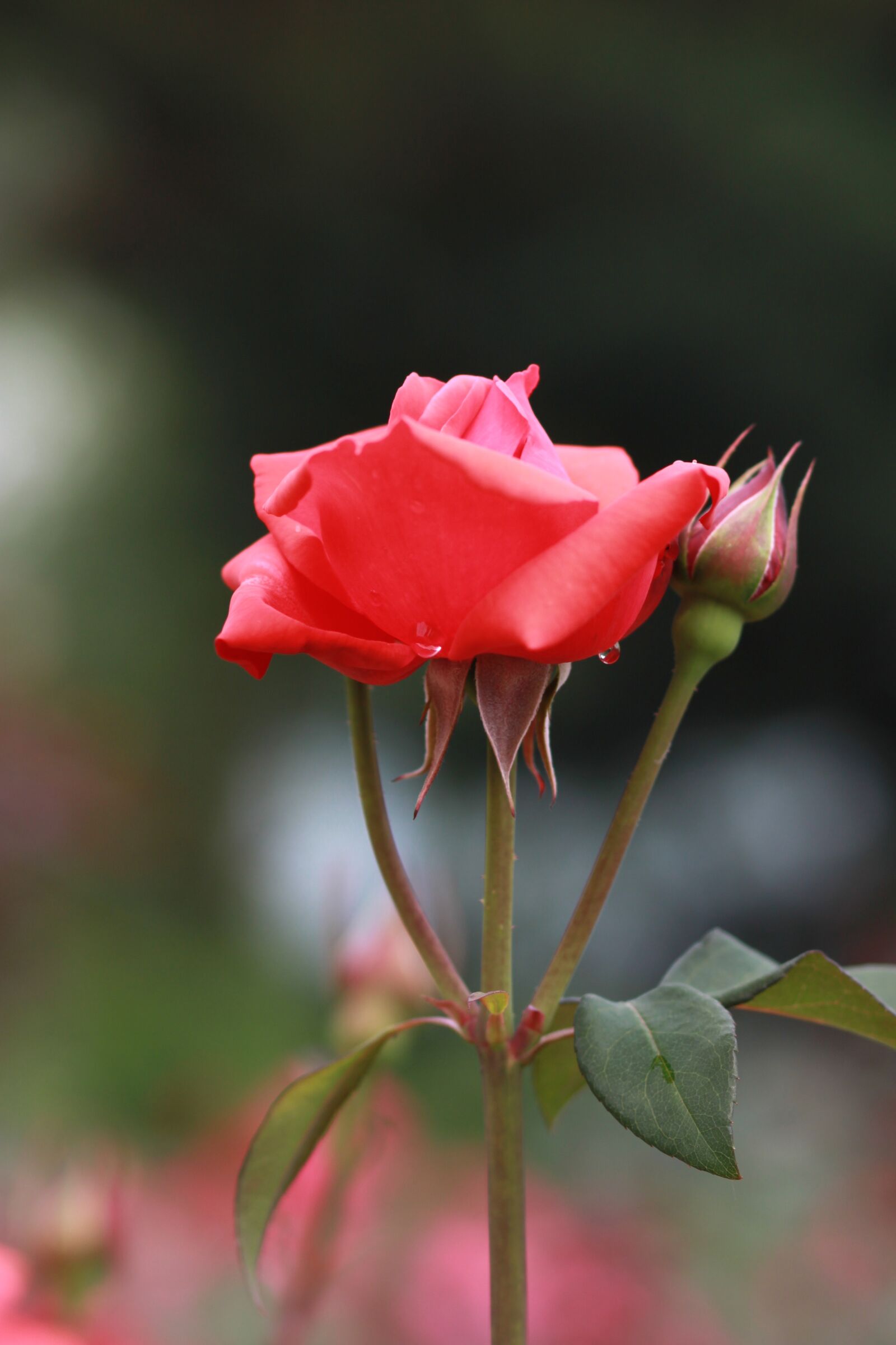 Canon EOS 500D (EOS Rebel T1i / EOS Kiss X3) sample photo. Flowers, nature, plants photography