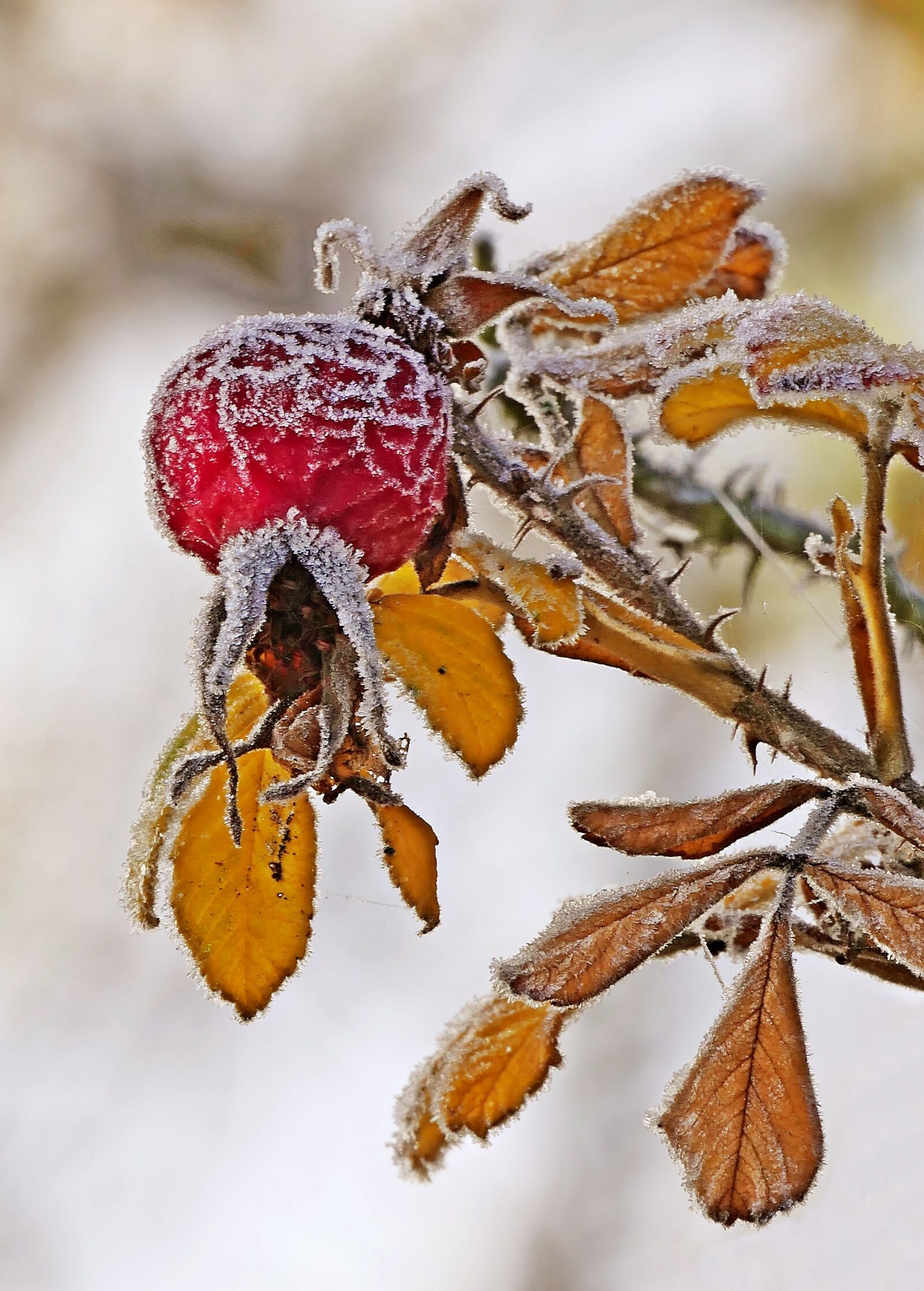Panasonic Lumix DMC-FZ1000 sample photo. Hoarfrost, frost, frozen photography